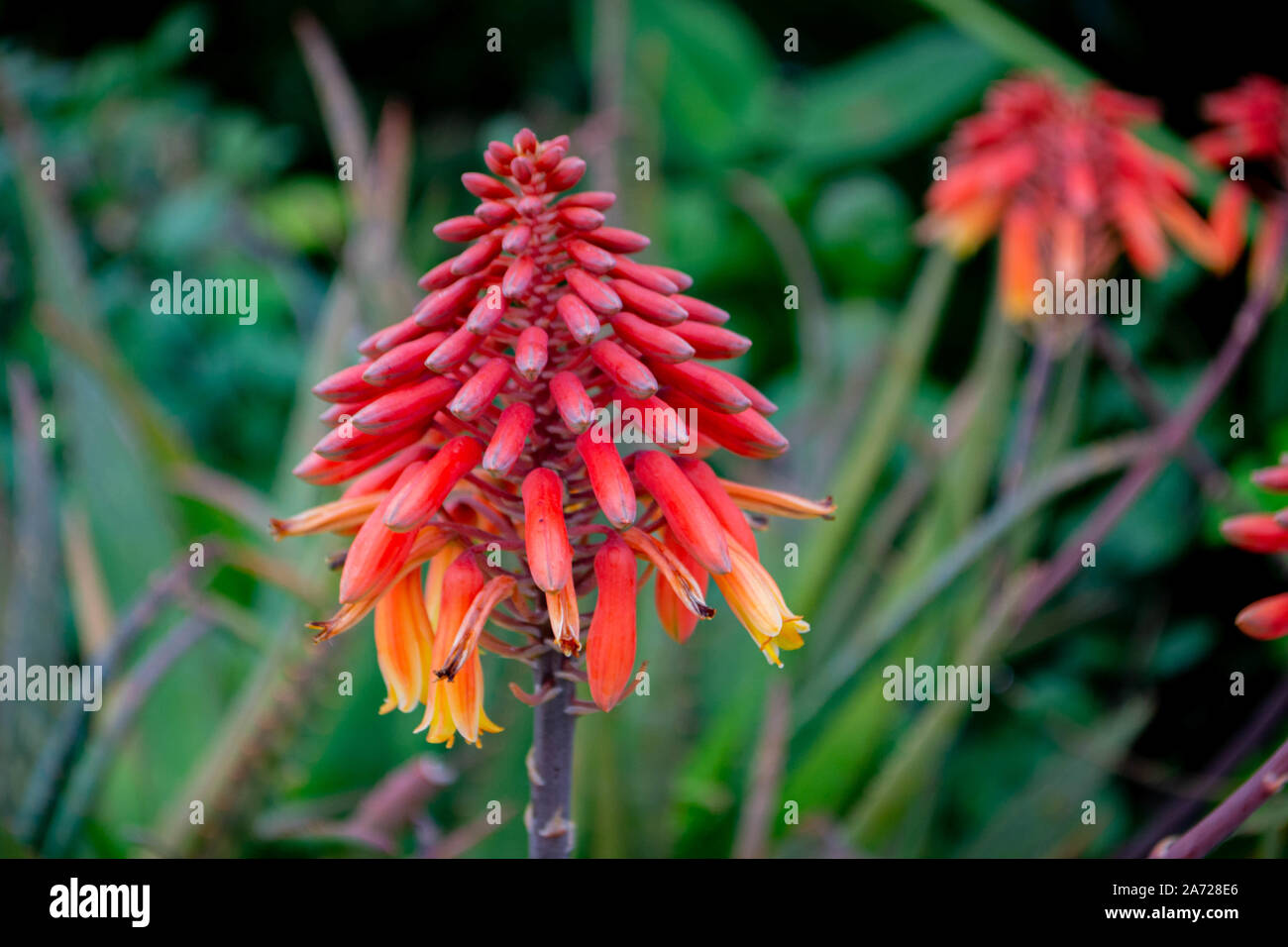 Colorful Aloe Bloom Stock Photo