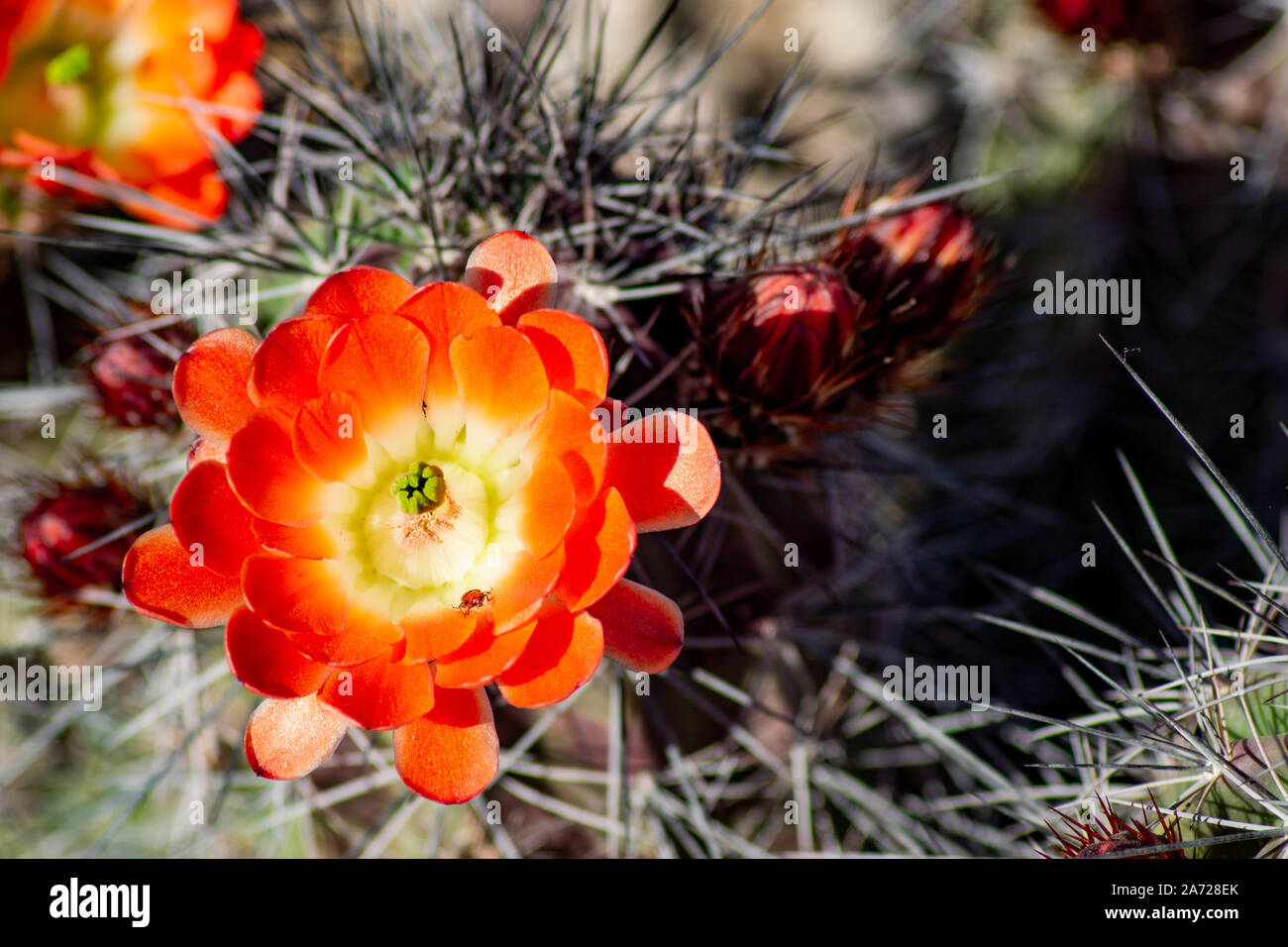Orange Claret Cup Cactus Flower (Echinocereus triglochidiatus) with Insect on Petals - Desert Garden Stock Photo