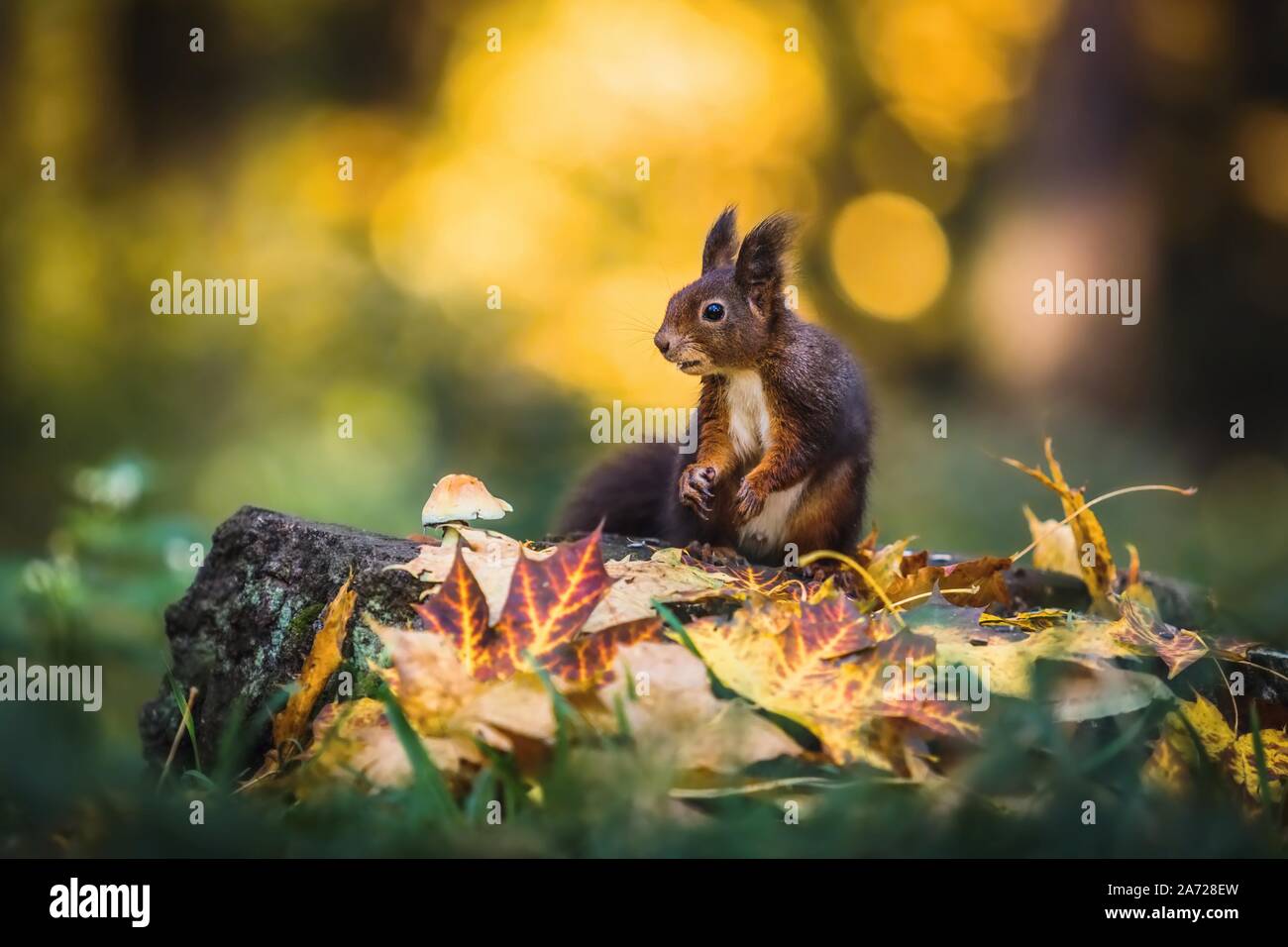 Cute red squirrel sitting on a tree stump covered with colorful leaves and a growing mushroom. Autumn day in a dark forest. Blurry yellow background. Stock Photo