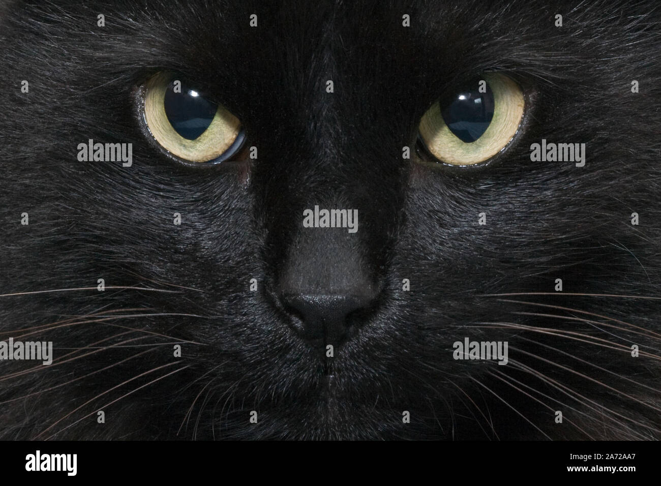 Closeup of the face of a black cat staring at the camera Stock Photo ...