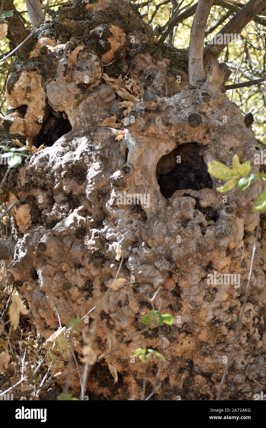 Hole in a Tree Trunk Stock Photo Alamy