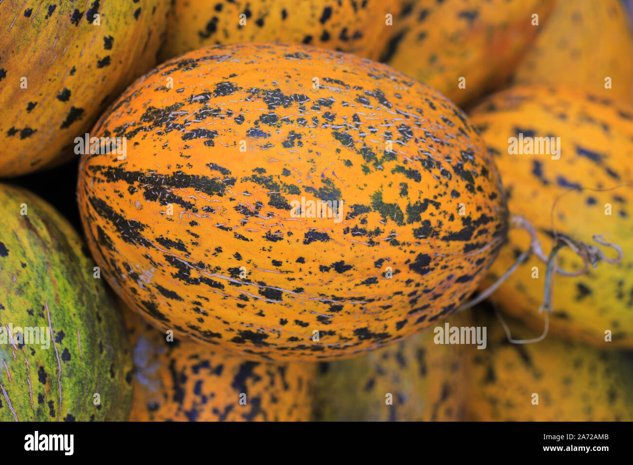 Ripe melons hi-res stock photography and images - Alamy