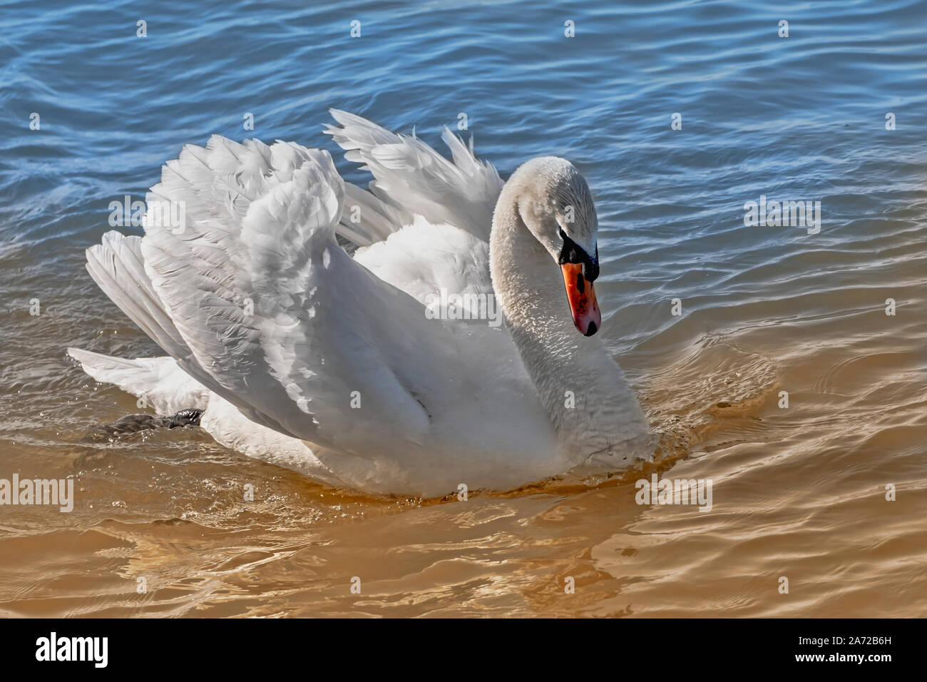 Beautiful adult swan swimming on a lake in summer sunset Stock Photo ...