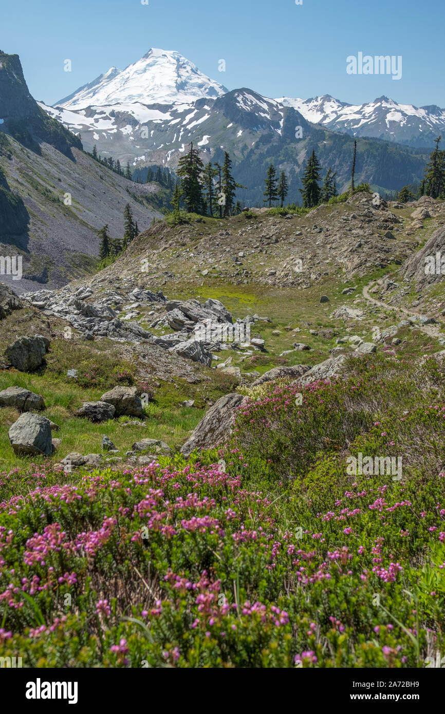 Chain Lakes trail near Mount Baker, Washington, provides ever changing views of the snow-covered peak and, in summer, masses of colorful wild flowers Stock Photo