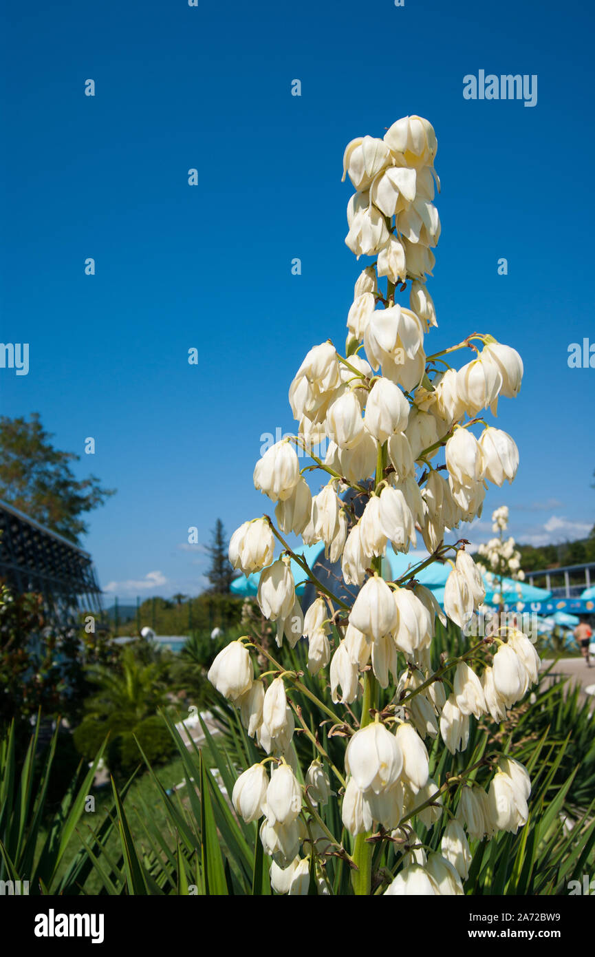 Small blooming palm tree - blue agave with a huge torch of white large flowers against a clear blue sky. Stock Photo