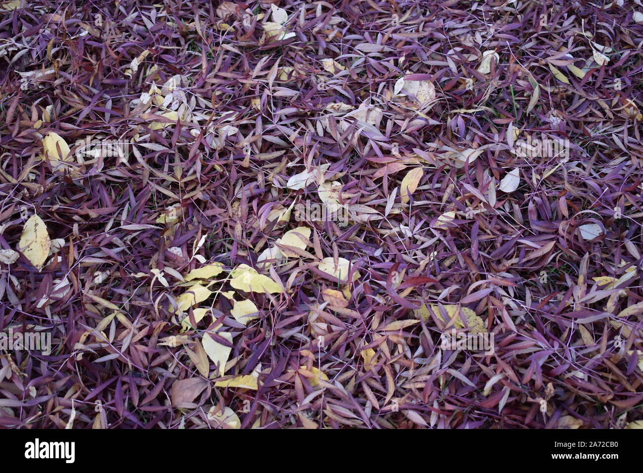Leaves leafy forest floor hi-res stock photography and images - Alamy