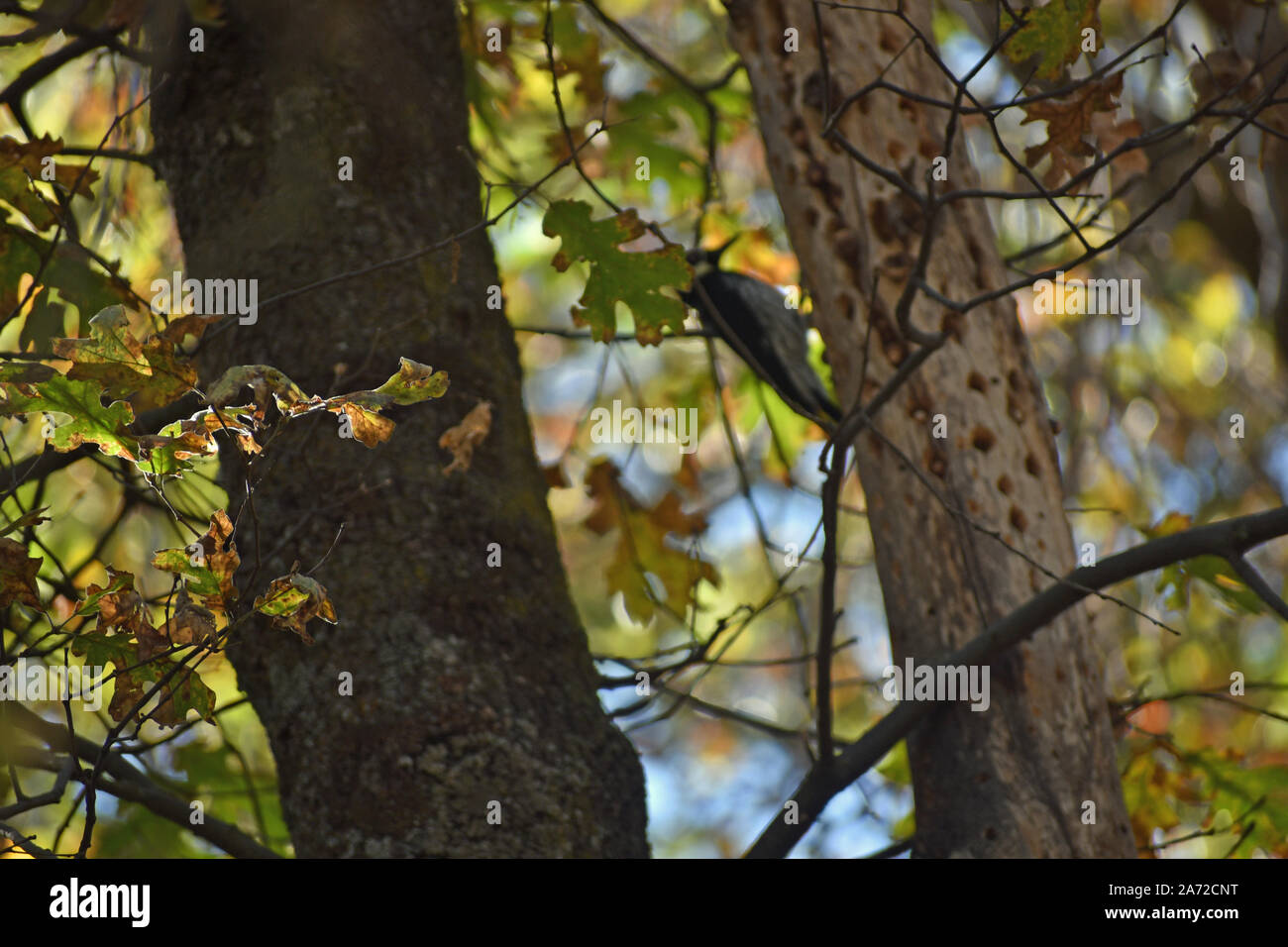 Woodpecker in a Tree Stock Photo