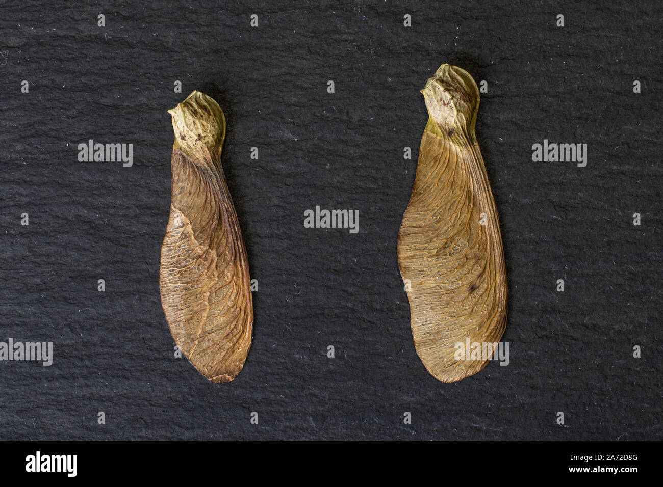Group of two whole brown winged achene samara flatlay on grey stone ...
