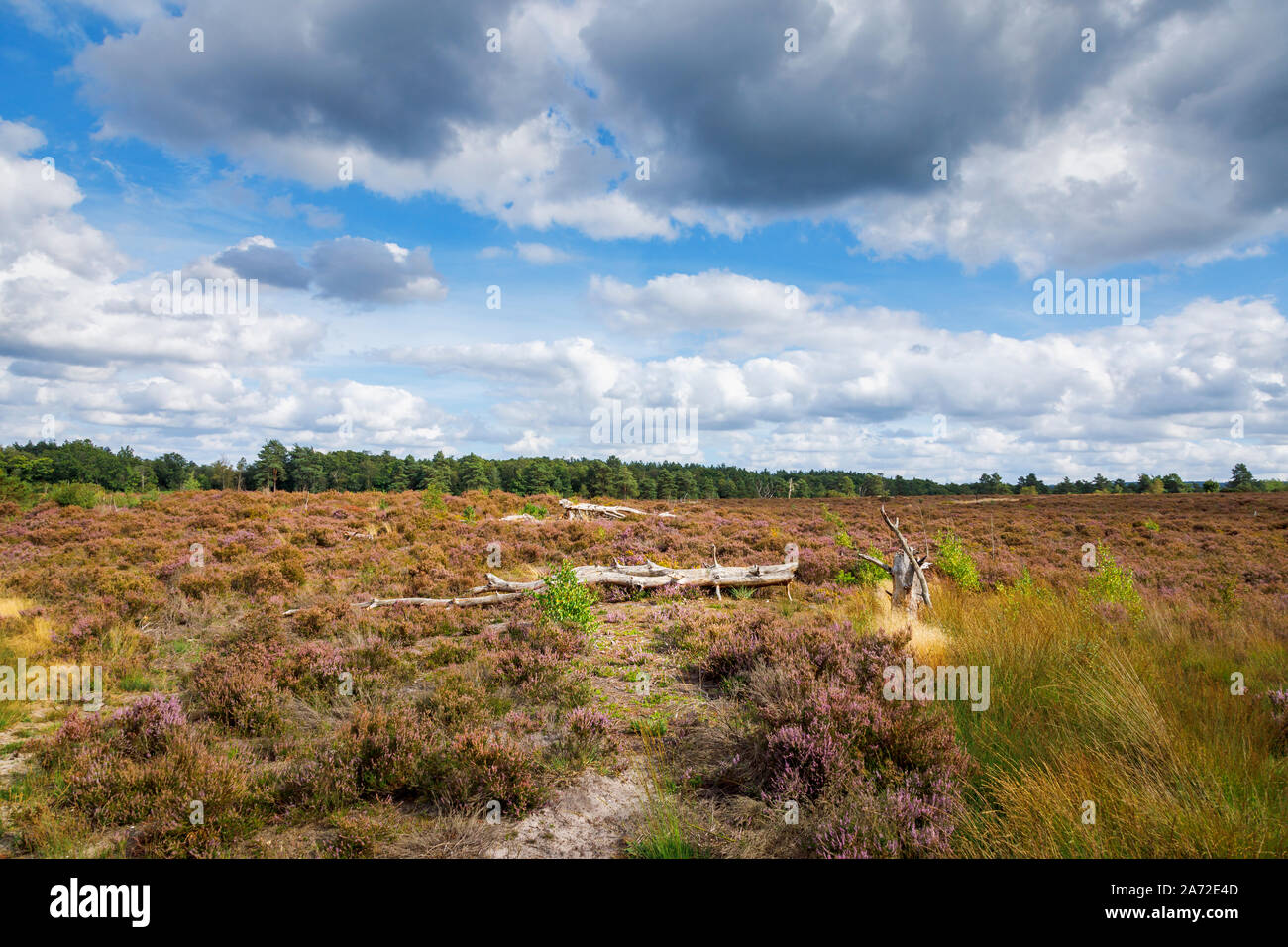 A fallen tree trunk in heather and heathland at Frensham Little Pond near Farnham, Hampshire, south-east England under a stormy sky Stock Photo