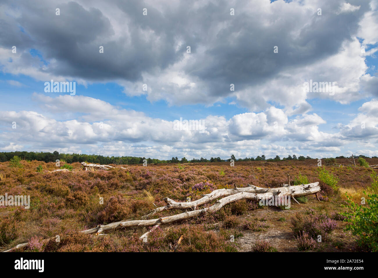 A fallen tree trunk in heather and heathland at Frensham Little Pond near Farnham, Hampshire, south-east England under a stormy sky Stock Photo