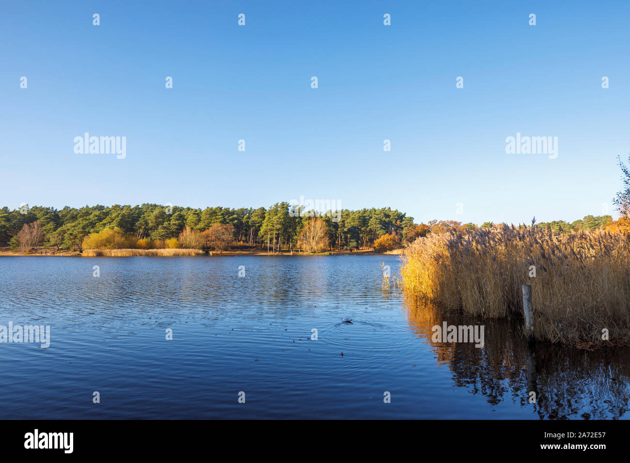 View of Frensham Little Pond, a popular beauty spot for walkers near Farnham, SUrrey, south-east England, in late autumn on a sunny day Stock Photo