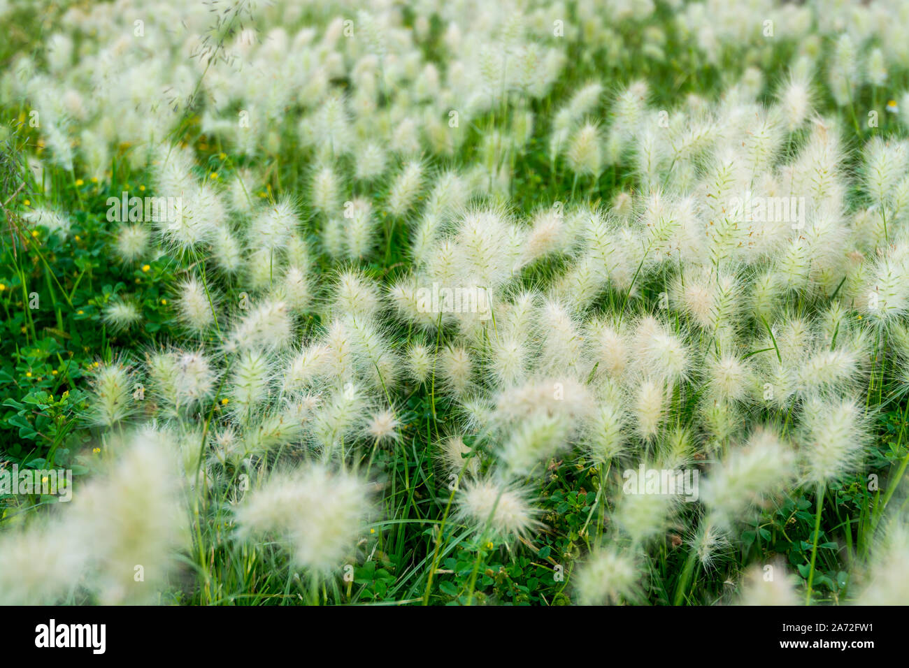 White foxtail flowers at the ruins of the architecturally significant Mesoamerican pyramids and green grassland located at at Teotihuacan, an ancient Stock Photo