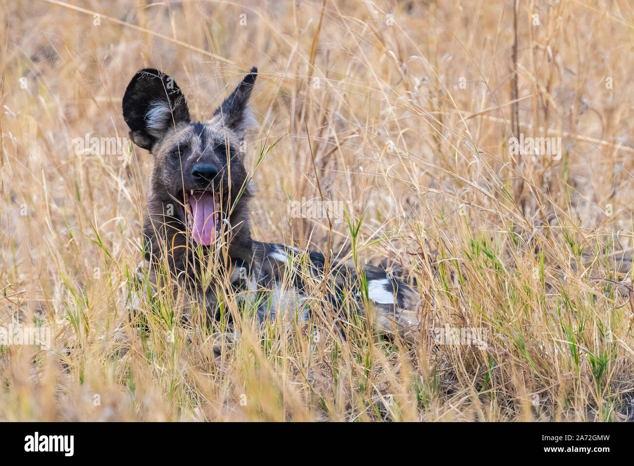 wild dog in bush veld Zimbabwe Stock Photo