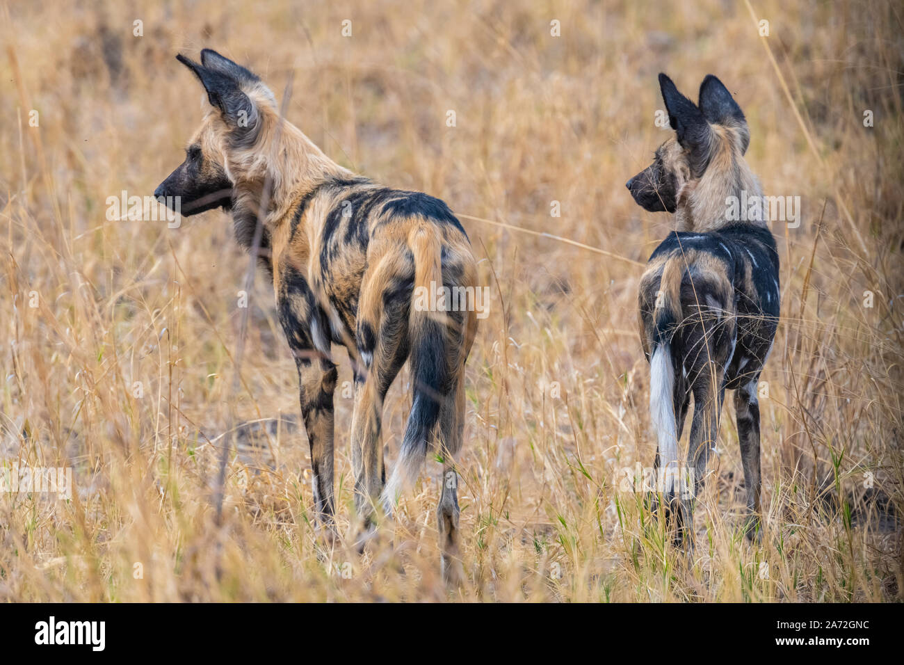 wild dogs in bush veld Zimbabwe Stock Photo