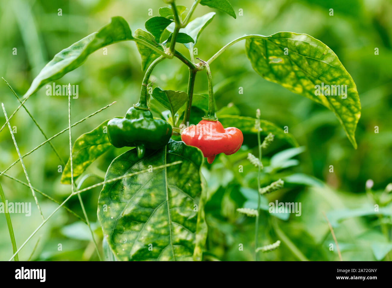 Growing Super Hot Spicy Chili Pepper Plant Closeup Stock Photo - Alamy