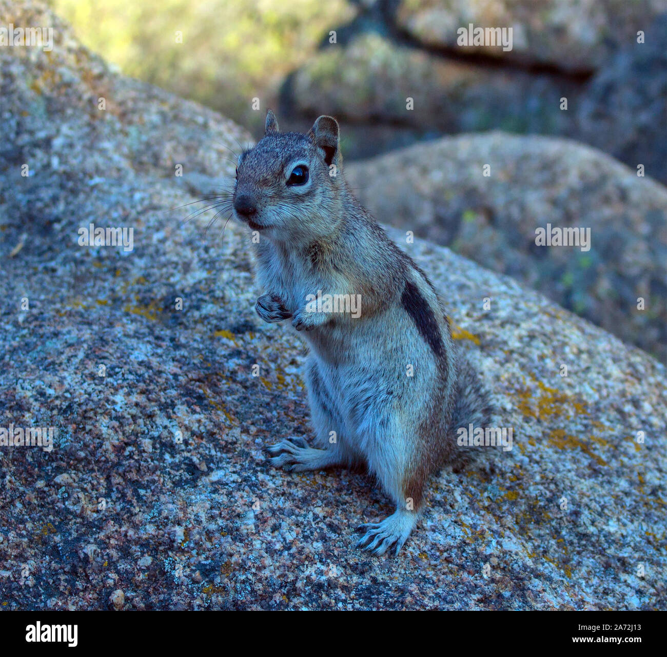 Chipmunk at the peak of lumpy ridge trail Gem lake Estes Park Colorado ...