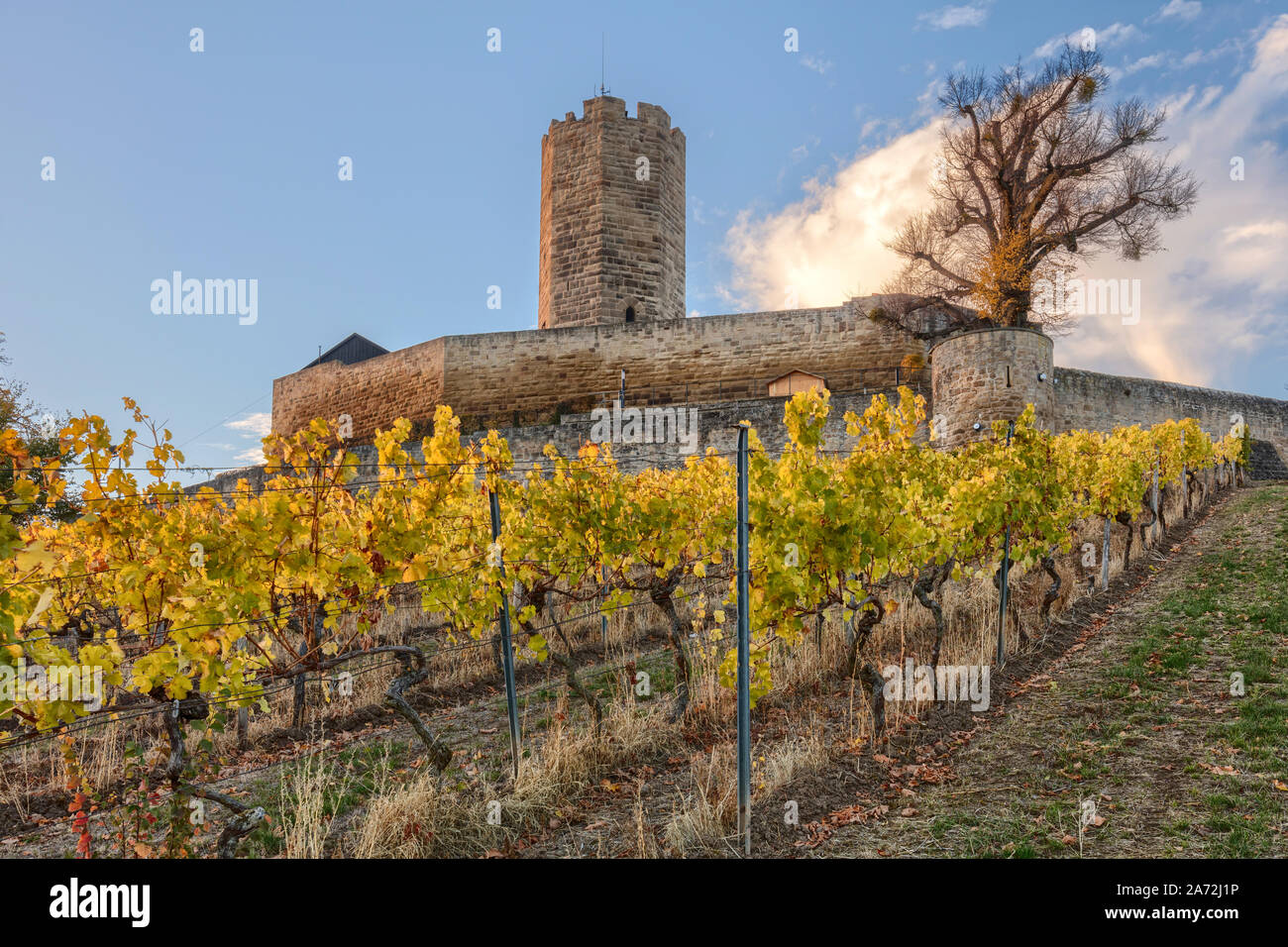 Steinsberg castle, Sinsheim, Germany, with autumn colors in the vineyard in front of it Stock Photo