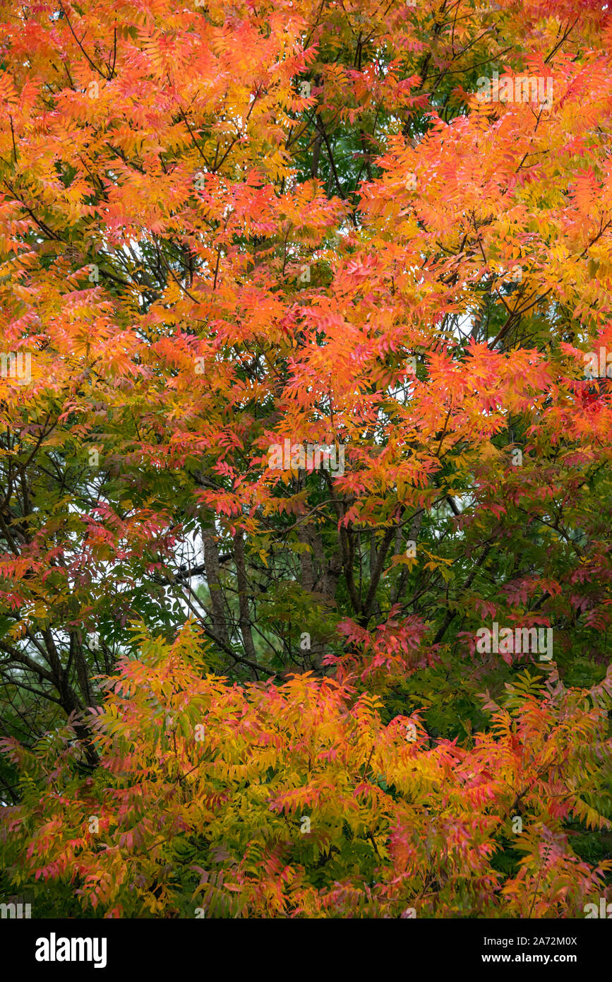 Colorful fall foliage in Metro Atlanta, Georgia. (USA Stock Photo - Alamy