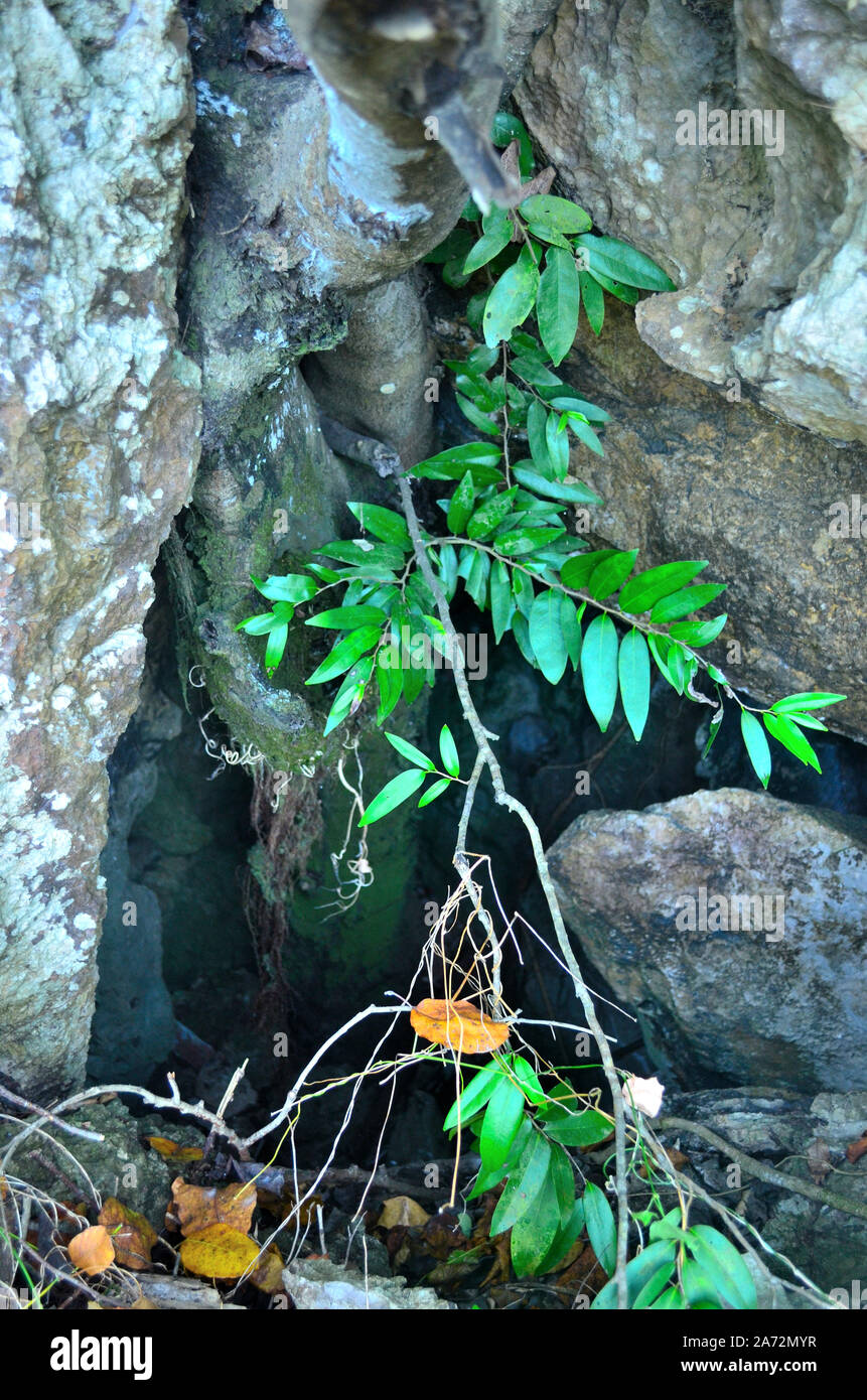 A close up look at a fissure in the cliff face with a small sapling starting to grow at Nang Phan Thurat Forest Park Cha am Thailand Stock Photo
