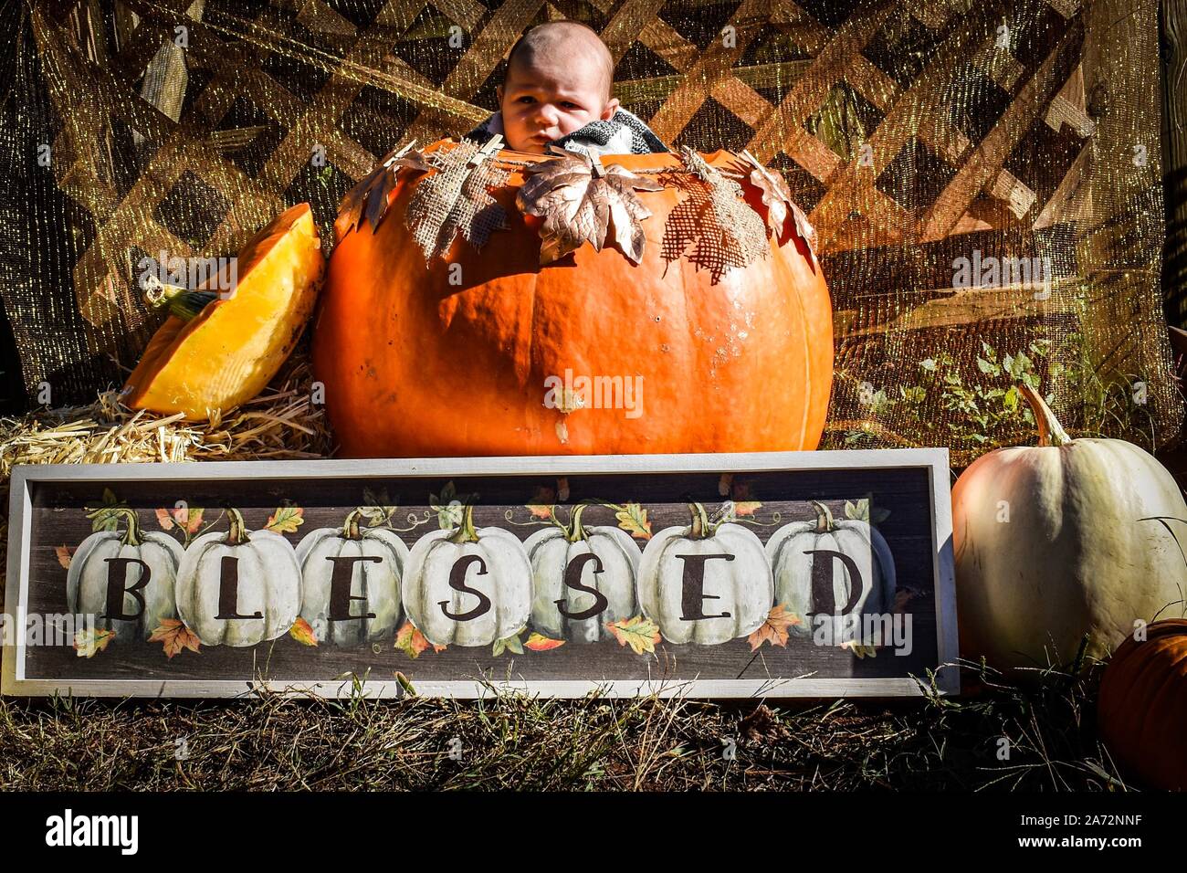 Baby and pumpkin with Dogo Argentino Stock Photo