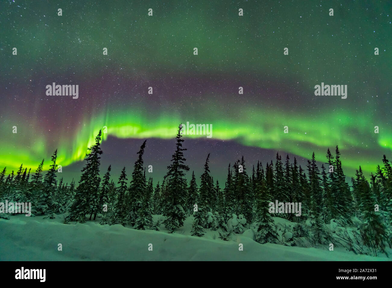 A band of subtly coloured aurora over the snowy trees of the northern boreal forest, Churchill, Manitoba. This was Feb 9/10, 2019. Cassiopeia is at le Stock Photo