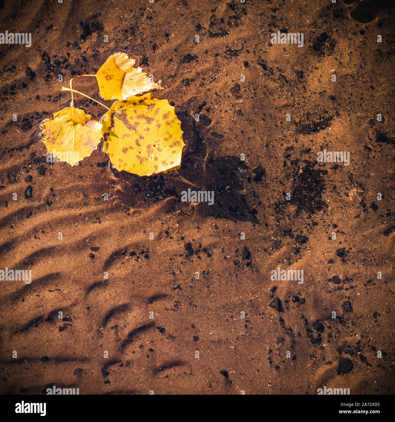 Yellowed leaves floating on the calm surface of the lake with a beautiful wavy bottom visible. Stock Photo