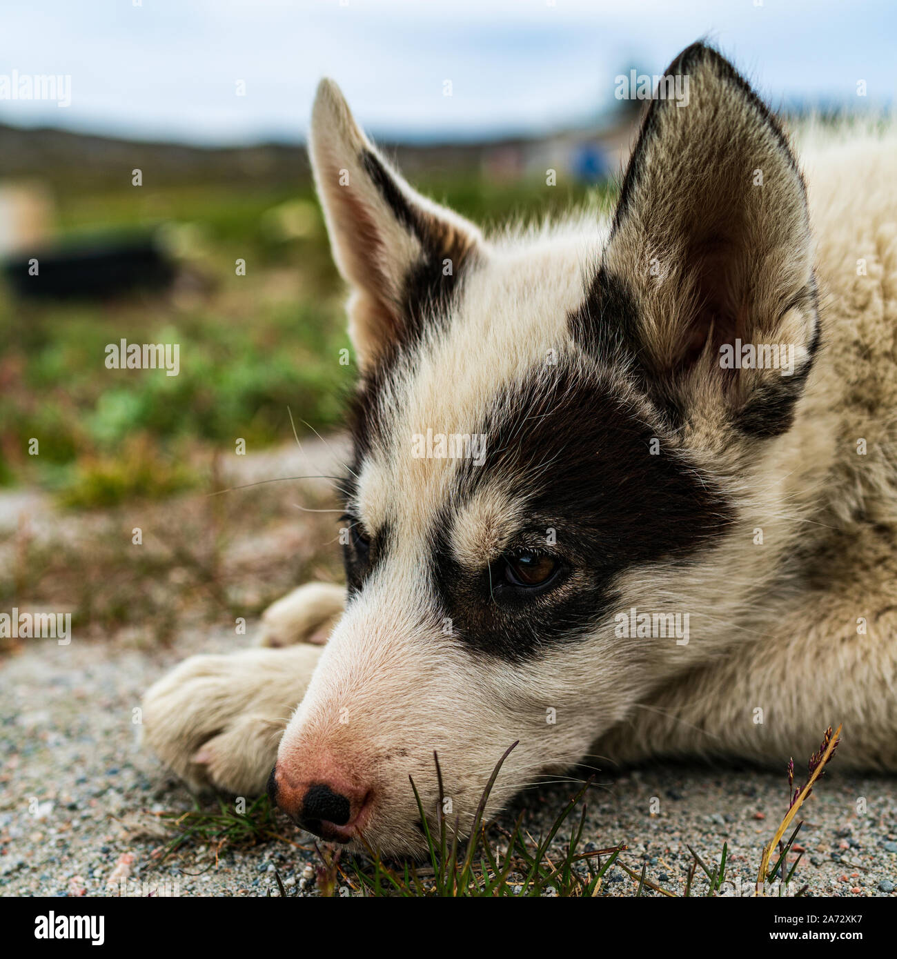 Greenland dog a husky sled dog puppy in Ilulissat Greenland. Juvenile