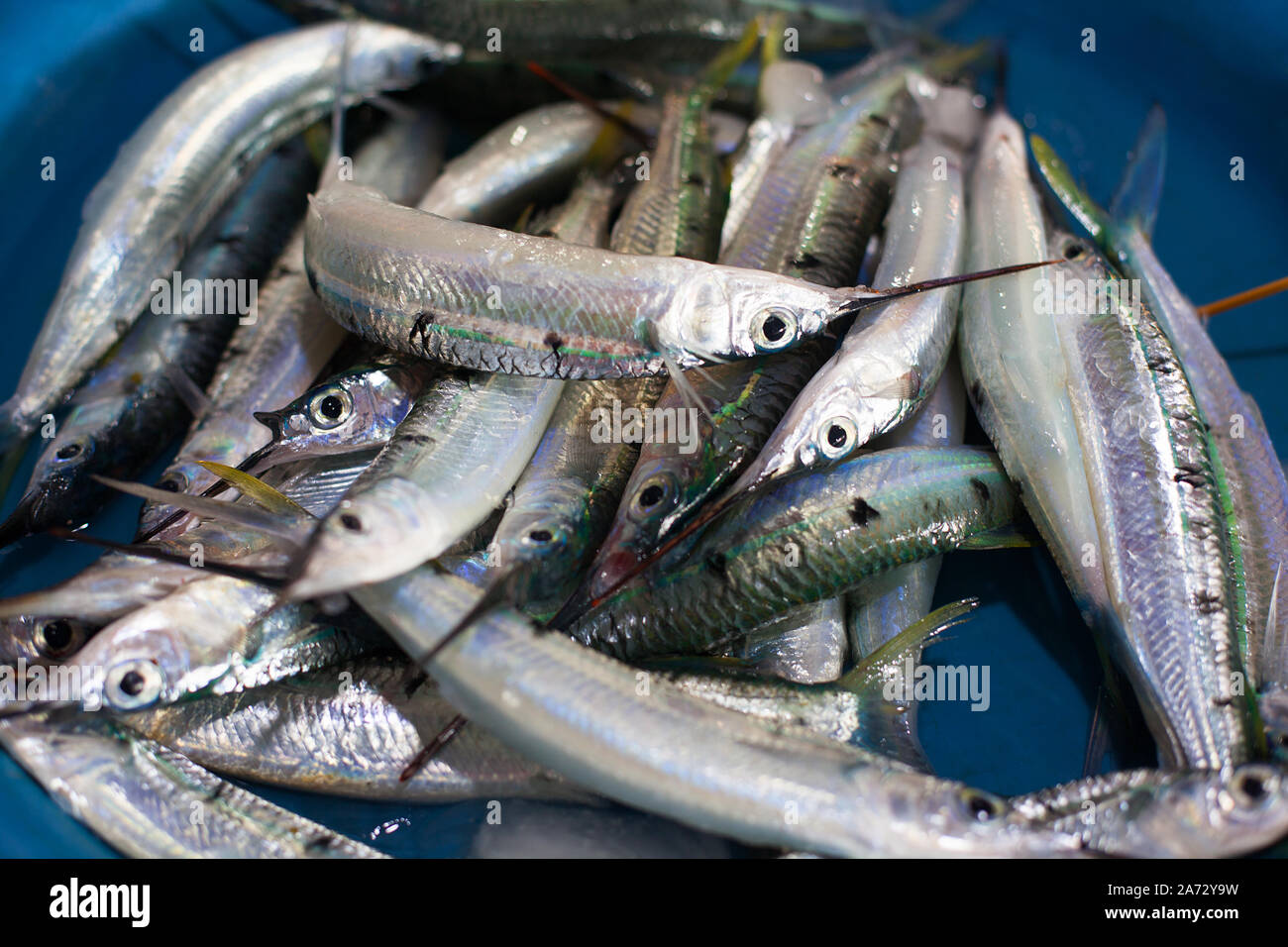 Silver needlefish hi-res stock photography and images - Alamy