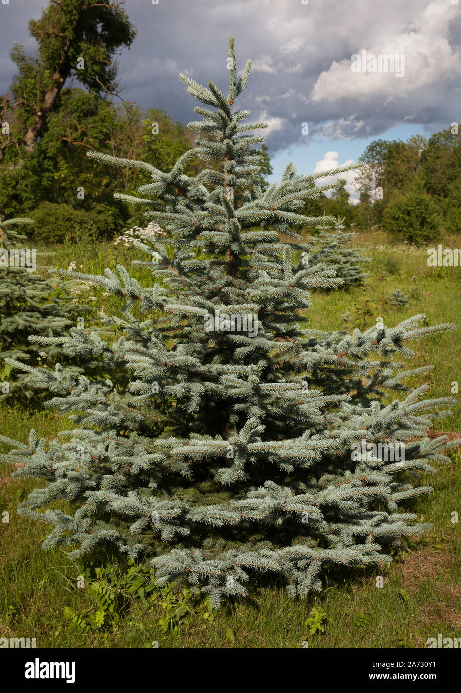Cultivated blue spruce is growing in nature. Stock Photo