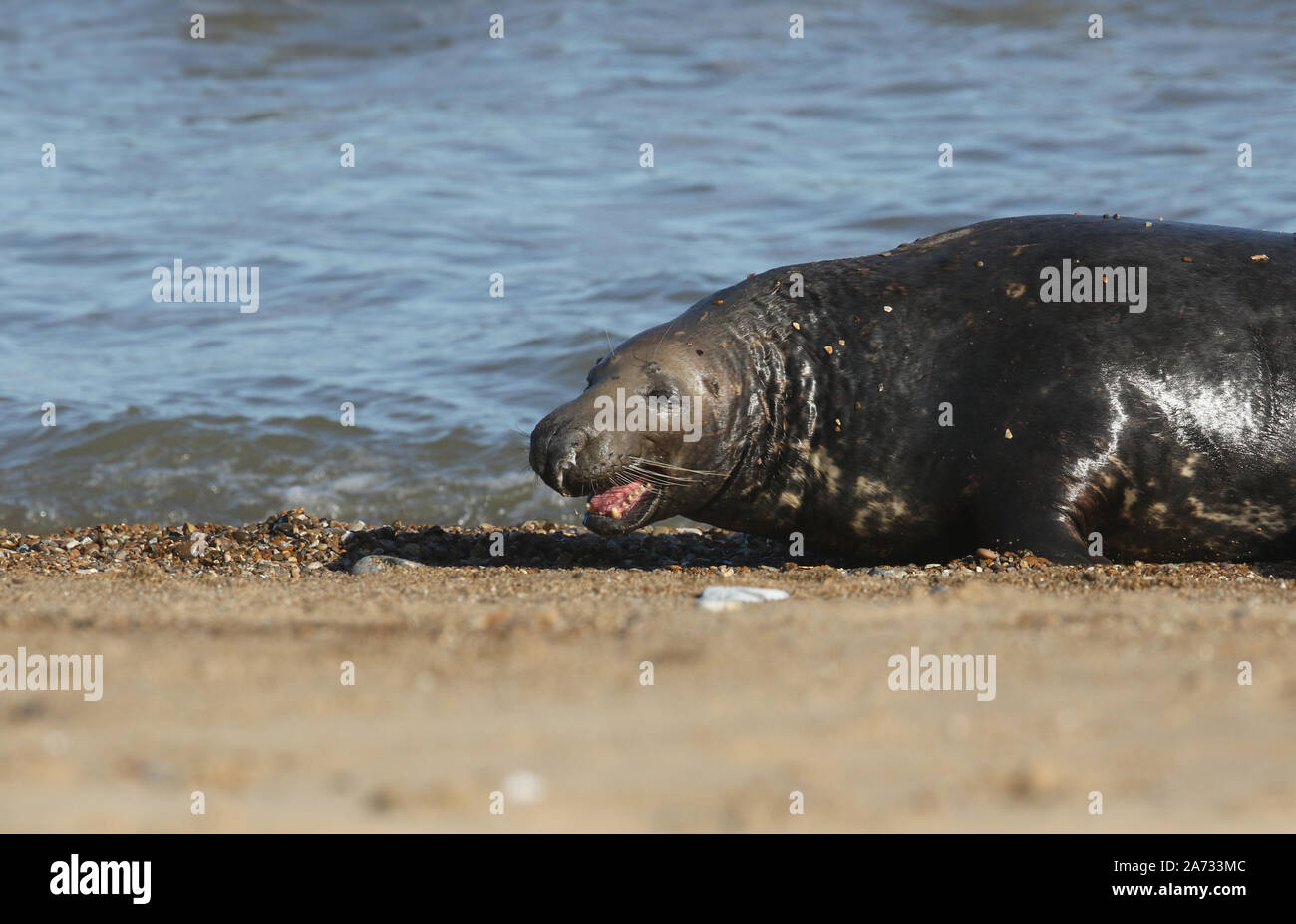 A large bull Grey Seal, Halichoerus grypus, coming out of the sea with its mouth open showing its teeth. It is chasing off another bull Seal. Stock Photo