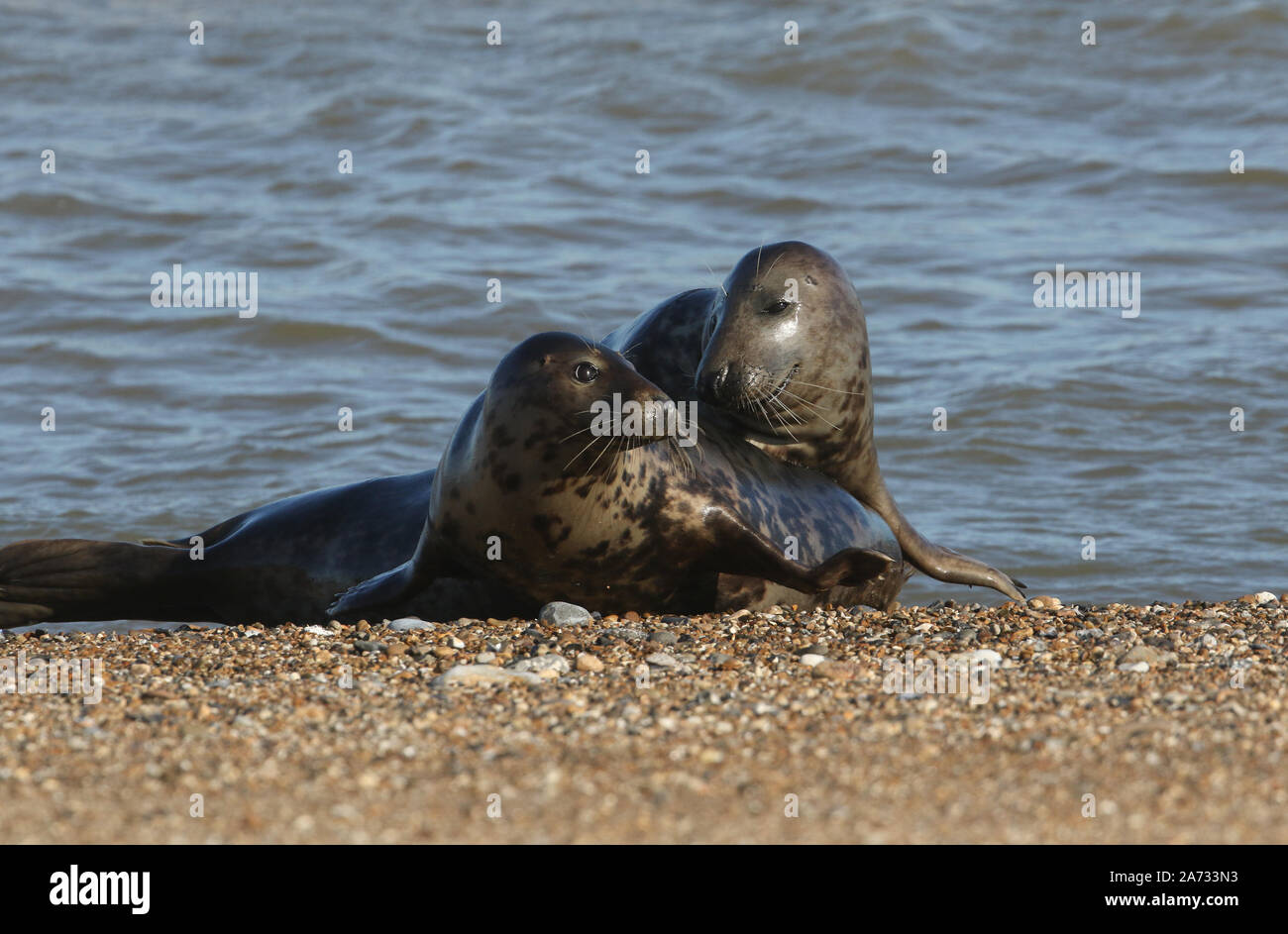 Two amusing Grey Seals, Halichoerus grypus, play fighting on the shoreline during breeding season. Stock Photo