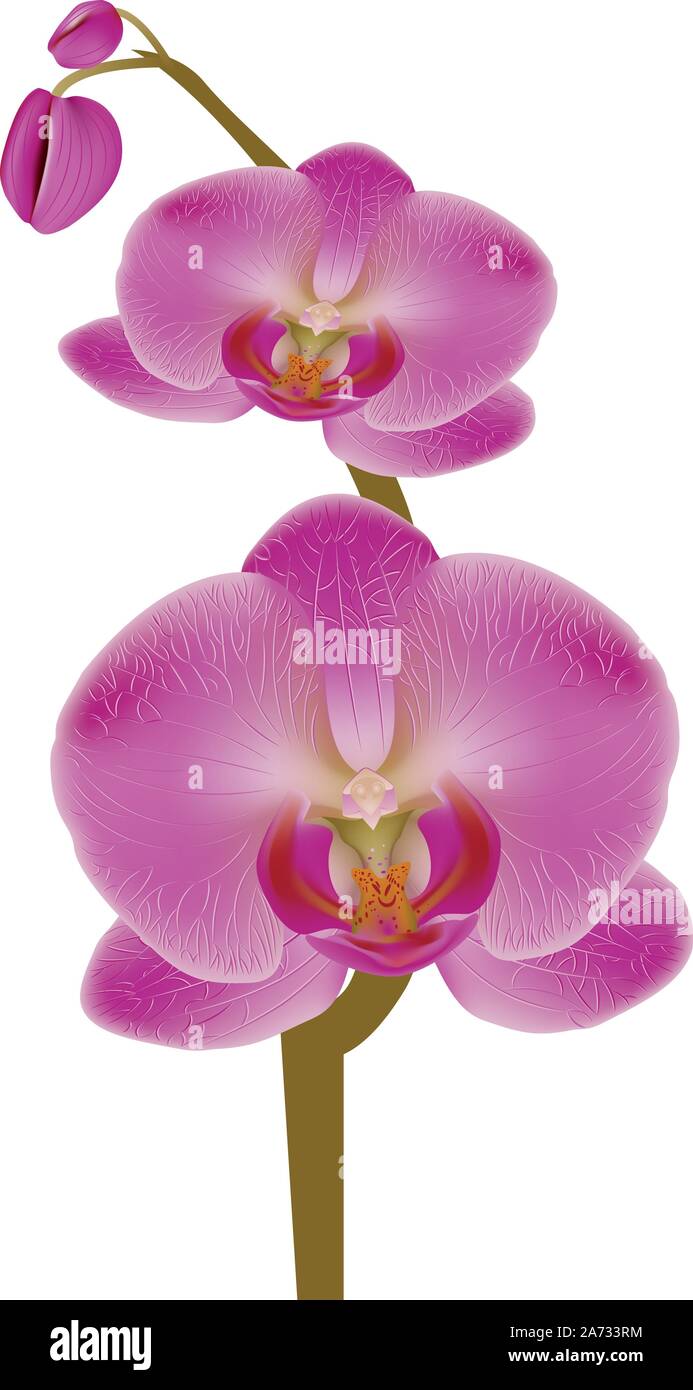 Illustration of pink orchid flower on white background Stock Vector ...