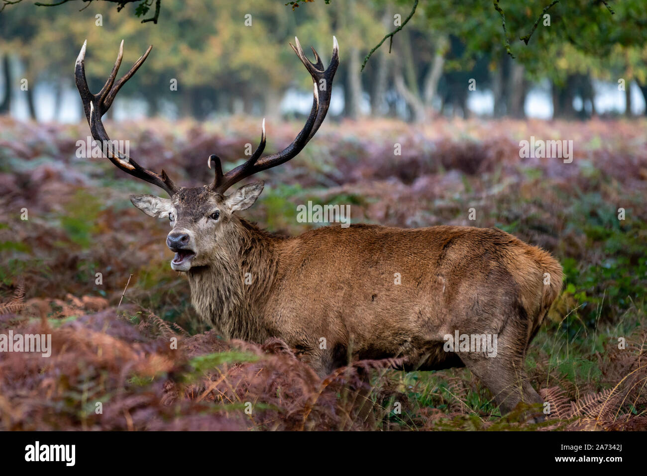 London, UK. 27th Oct 2019. An early morning deer roars in Richmond Park, where over 600 deer roam freely. Credit: Guy Corbishley/Alamy Live News Stock Photo