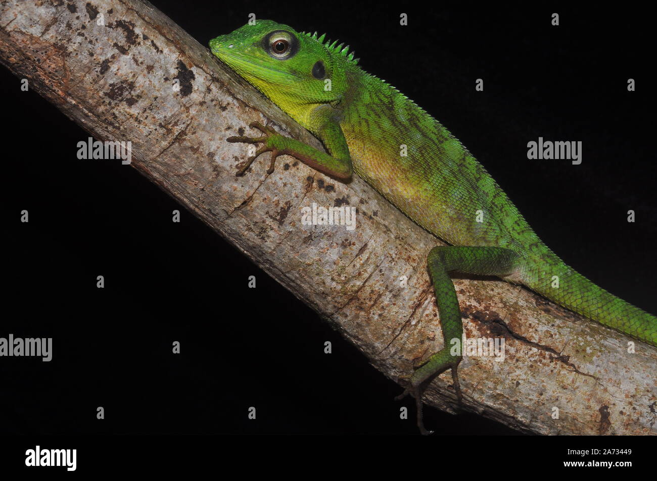Crested Green Lizard (Bronchocela cristatella). Stock Photo