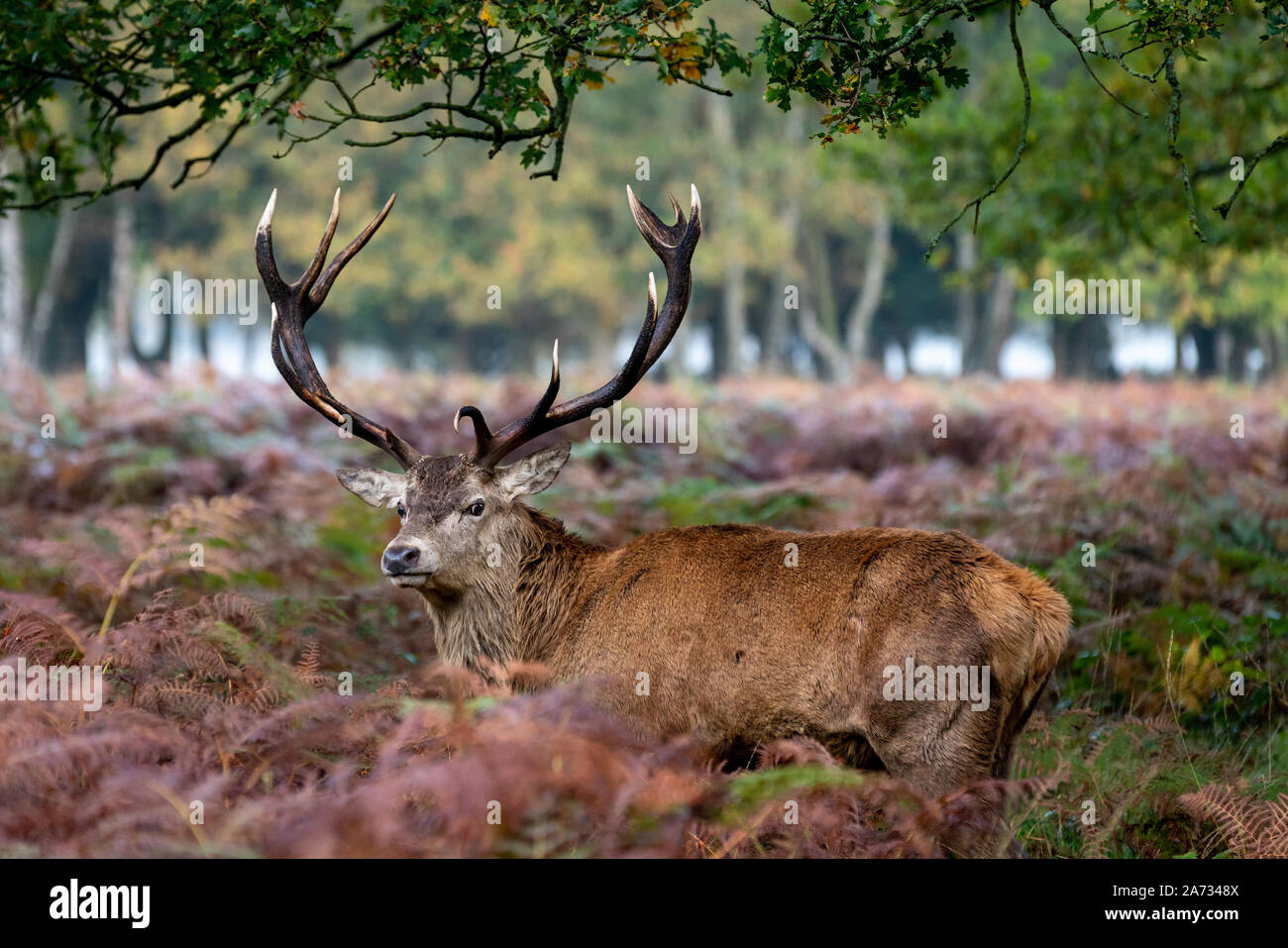 London, UK. 27th Oct 2019. Early morning deer wander through Richmond Park, where over 600 deer roam freely. Credit: Guy Corbishley/Alamy Live News Stock Photo