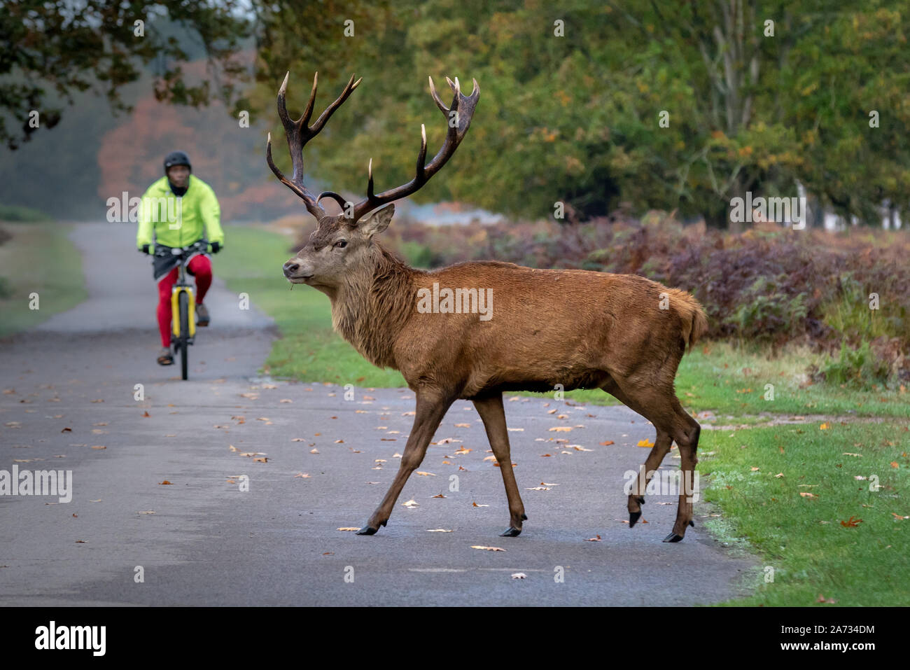 London, UK. 27th Oct 2019. Early morning deer wander through Richmond Park, where over 600 deer roam freely. Credit: Guy Corbishley/Alamy Live News Stock Photo