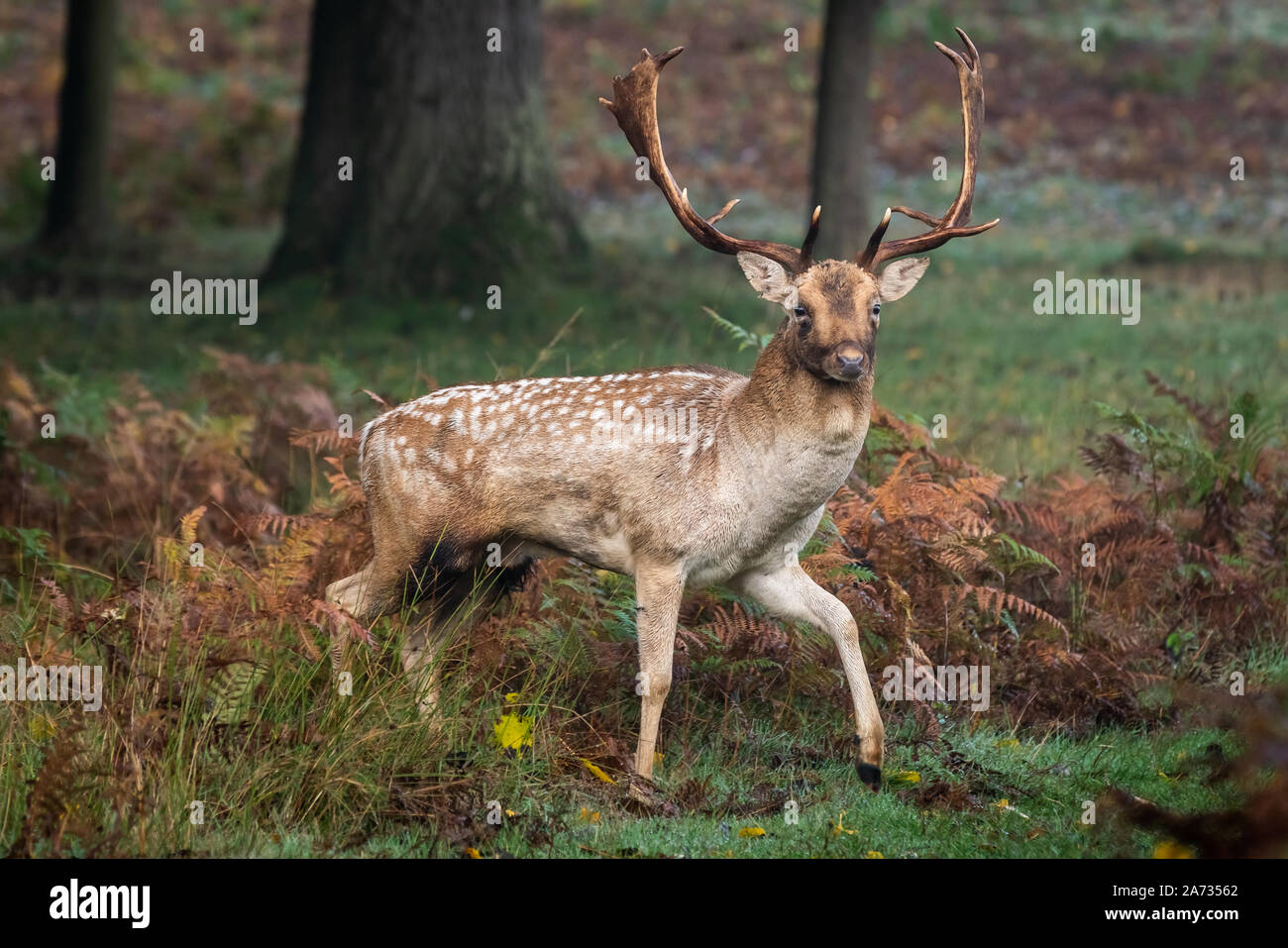 London, UK. 27th Oct 2019. Early morning deer wander through Richmond Park, where over 600 deer roam freely. Credit: Guy Corbishley/Alamy Live News Stock Photo