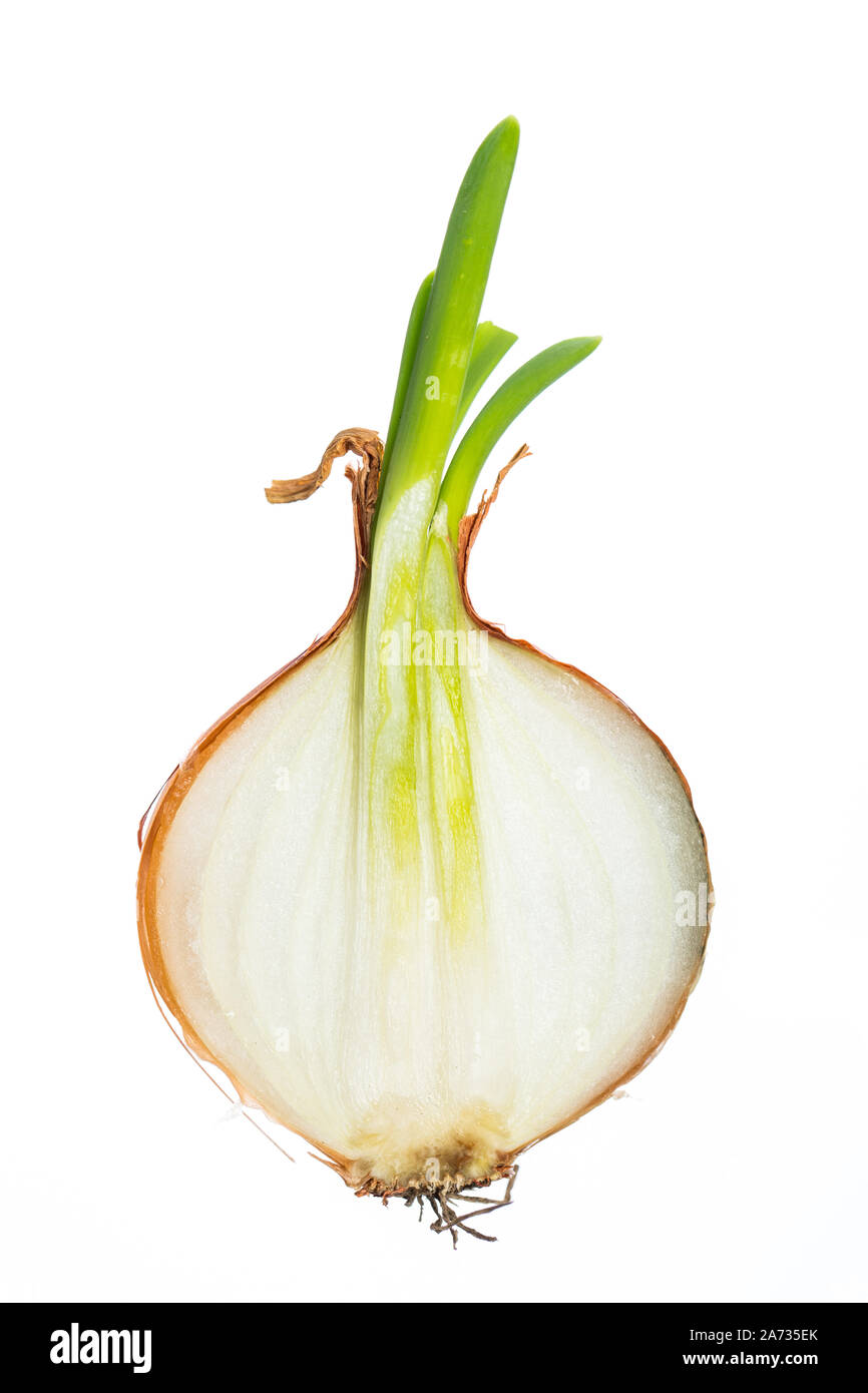 Halved onion isolated on white background Stock Photo