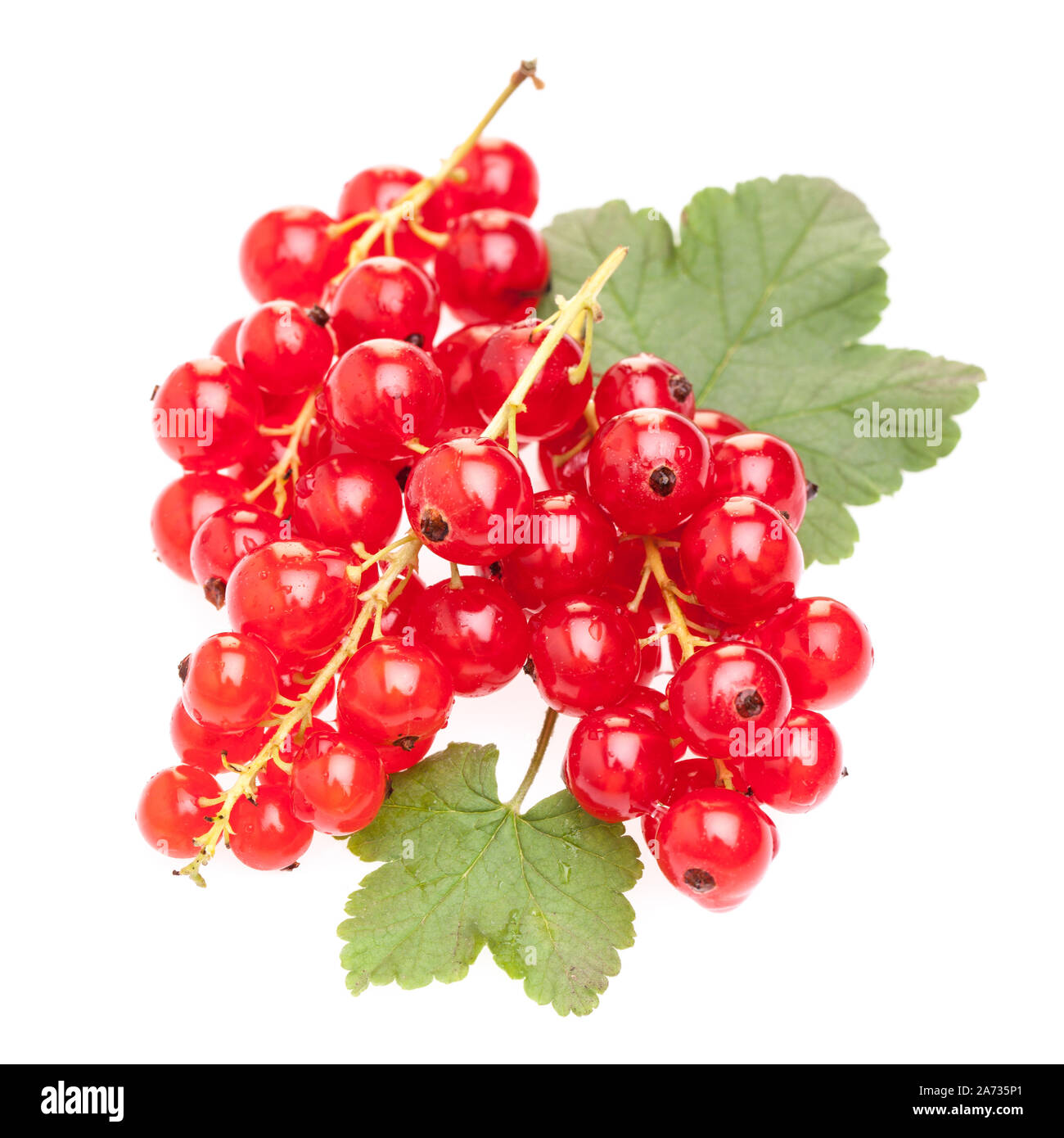red currants (Ribisl) on a white background Stock Photo