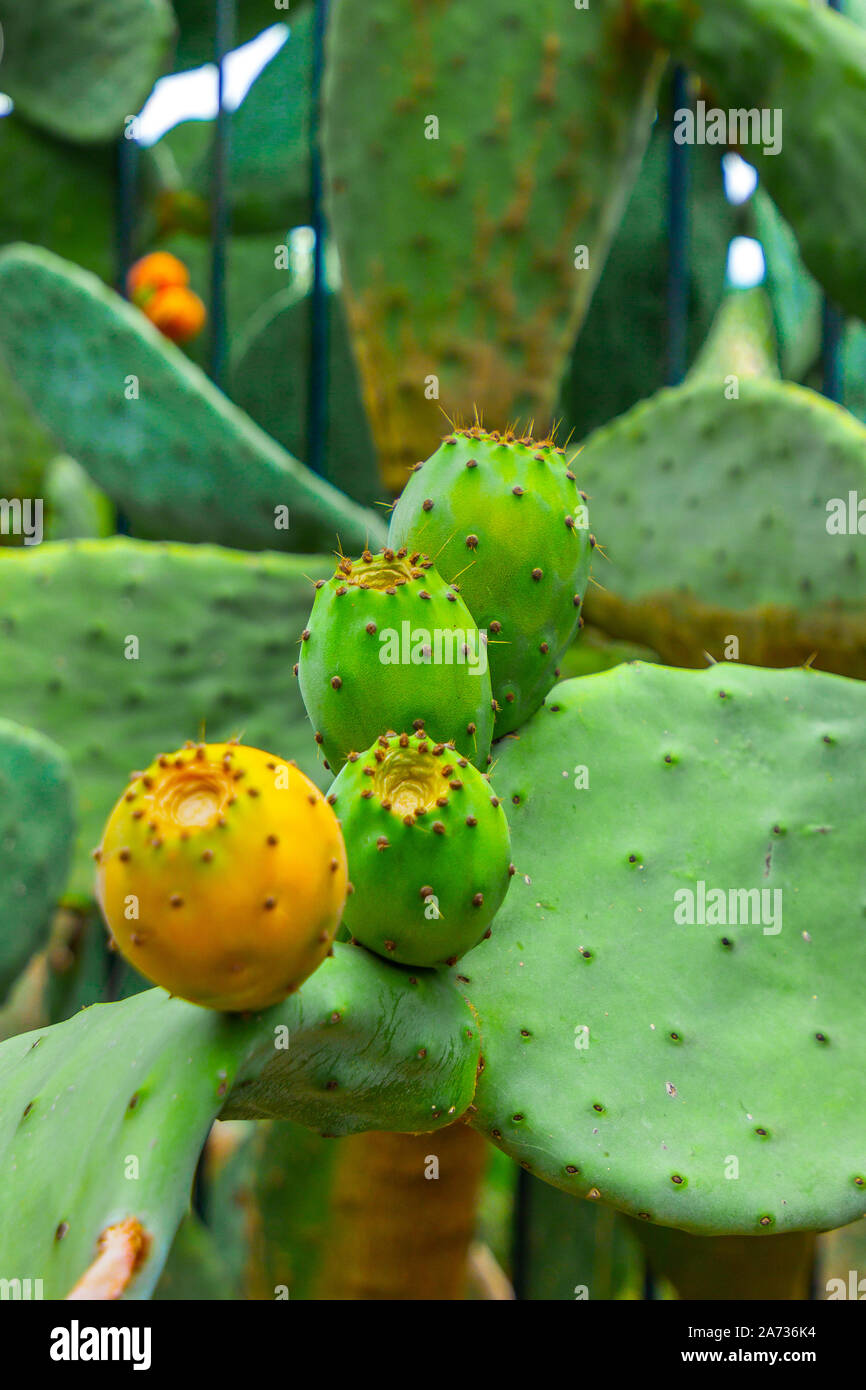 Prickly pear cactus with orange and green fruits Stock Photo Alamy