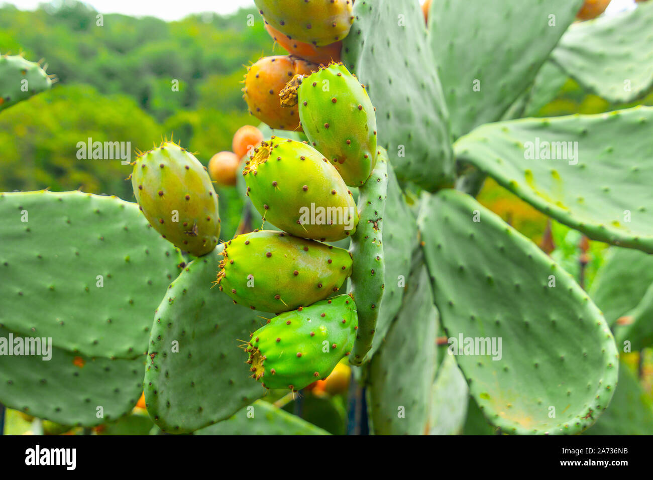 Prickly pear cactus with green fruits closeup Stock Photo Alamy