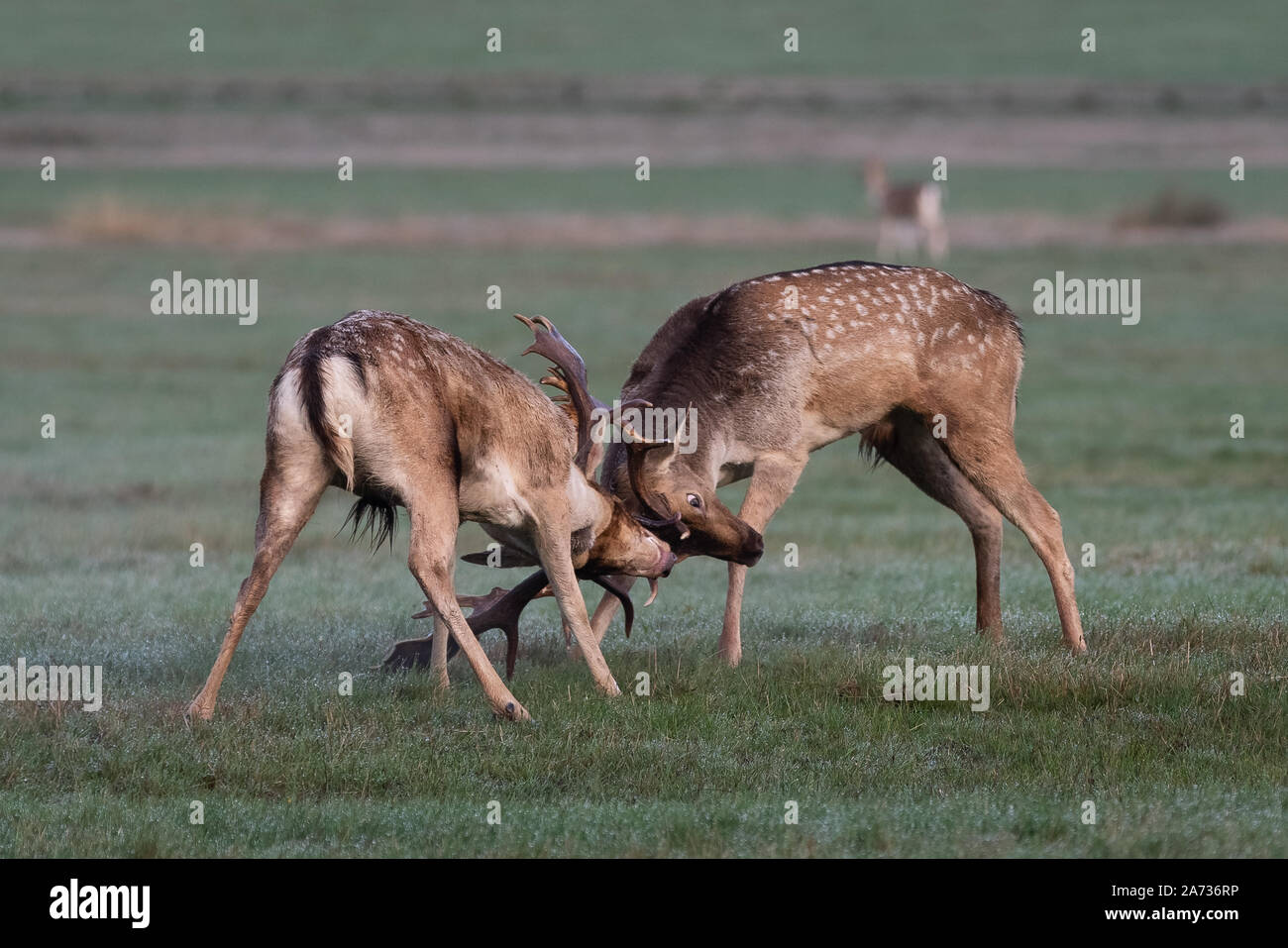 London, UK. 27th Oct 2019. Red deer stag battle for mating rights as rutting season begins in Richmond Park, where over 600 deer roam freely. During t Stock Photo