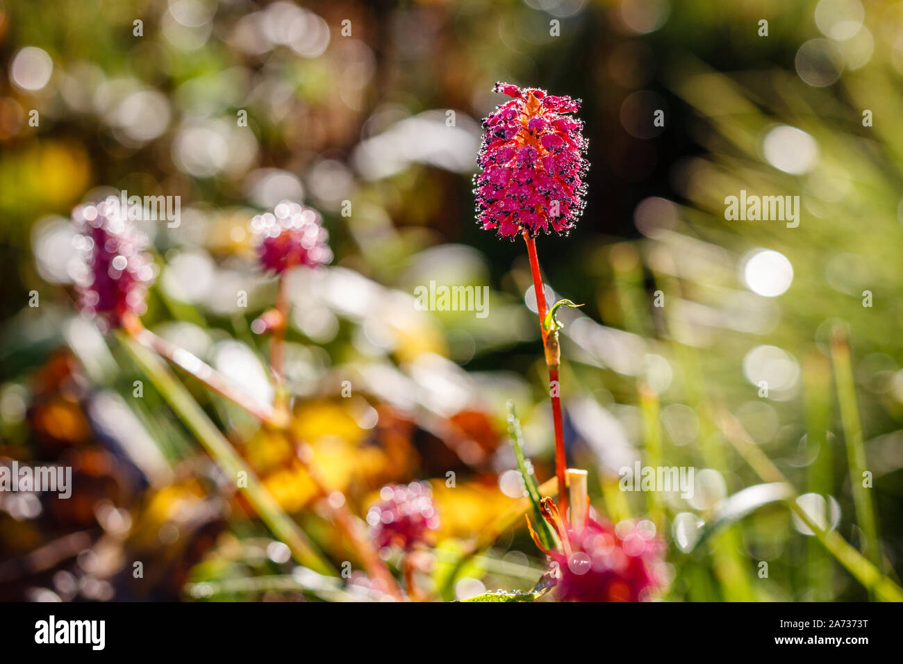 Himalayan flowers in dew at sunrise. Trekking in Nepal. Stock Photo