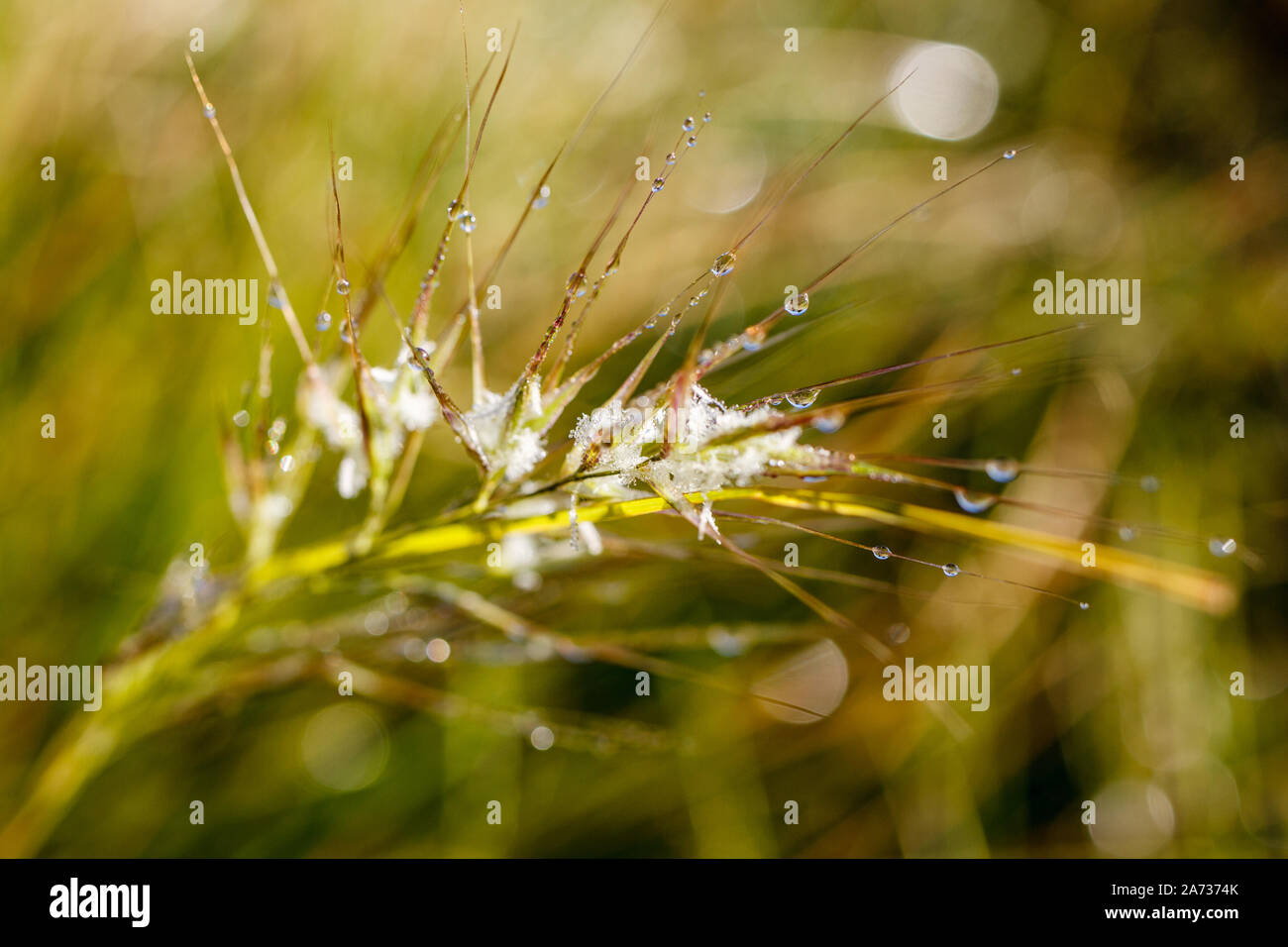 Himalayan flowers in dew at sunrise. Trekking in Nepal. Stock Photo