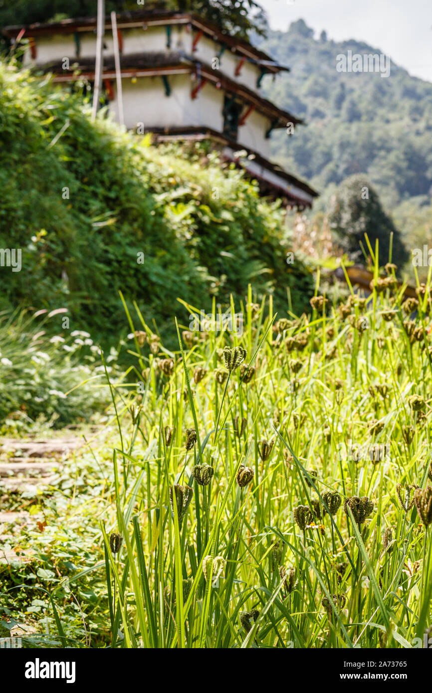 Finger Millet growing in the field in a mountain village in rural