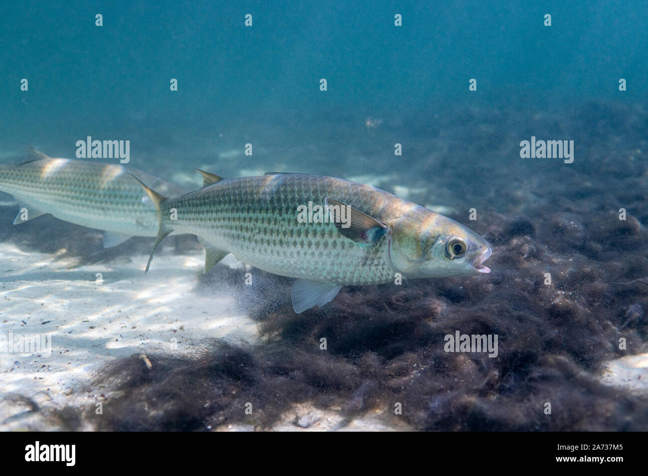 Underwater shot of Mulletts, of the family Mugilidae, also known as Grey Mulletts. Mulletts are an important source of food in southern Europe. Stock Photo