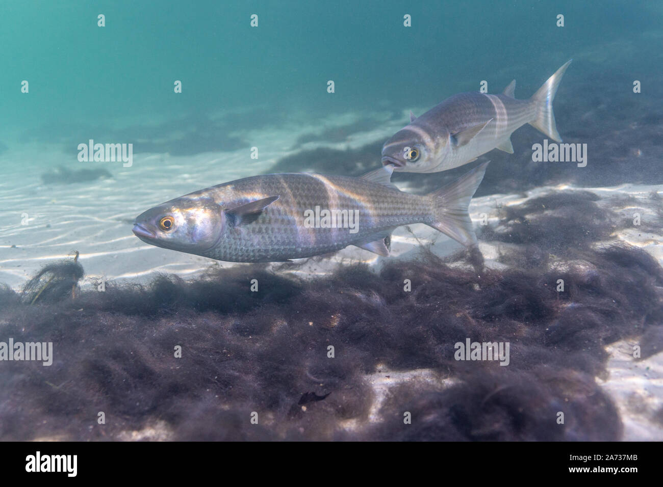 Underwater shot of Mulletts, of the family Mugilidae, also known as Grey Mulletts. Mulletts are an important source of food in southern Europe. Stock Photo