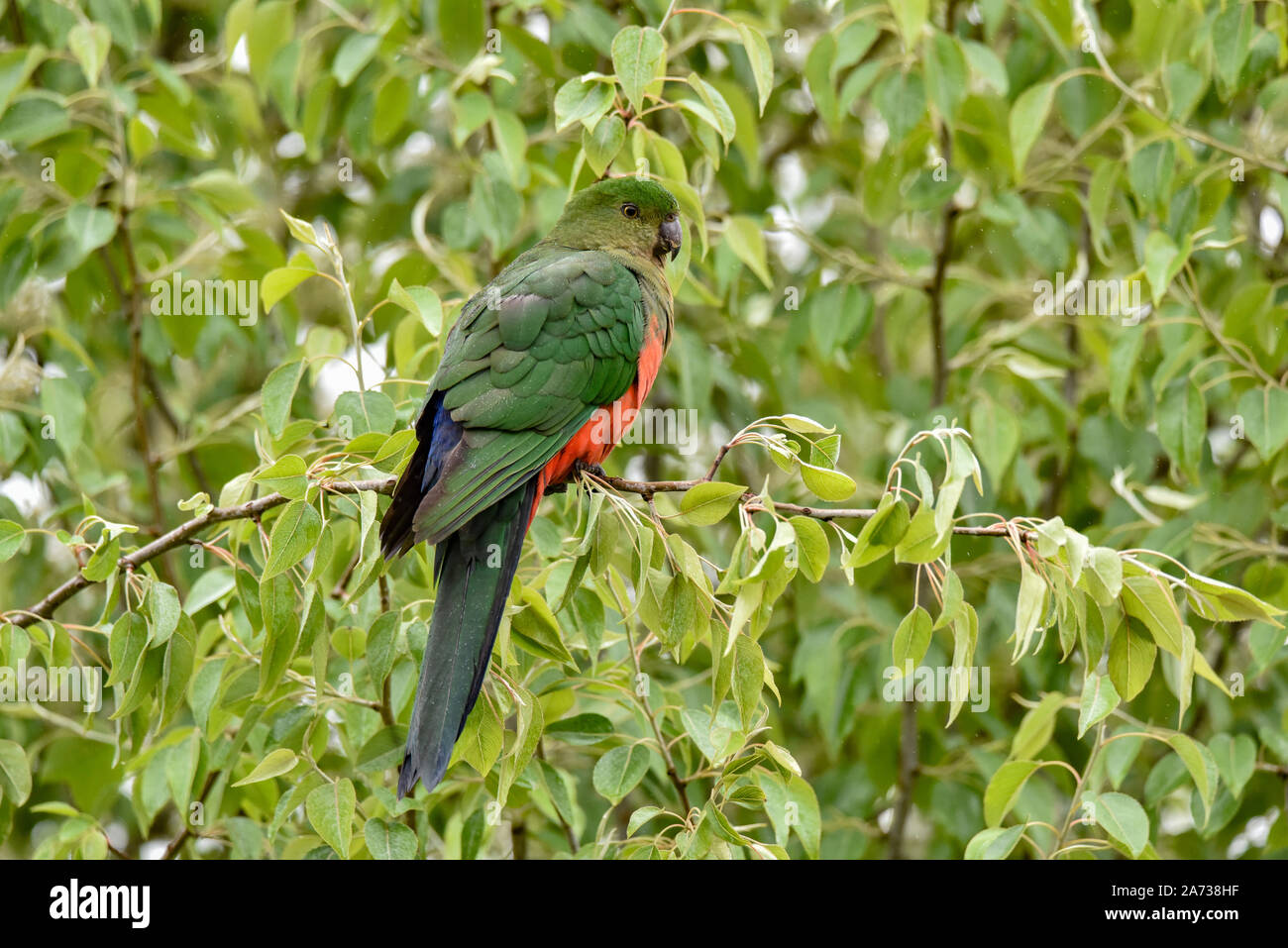King Parrot, Alisterus scapularis Stock Photo