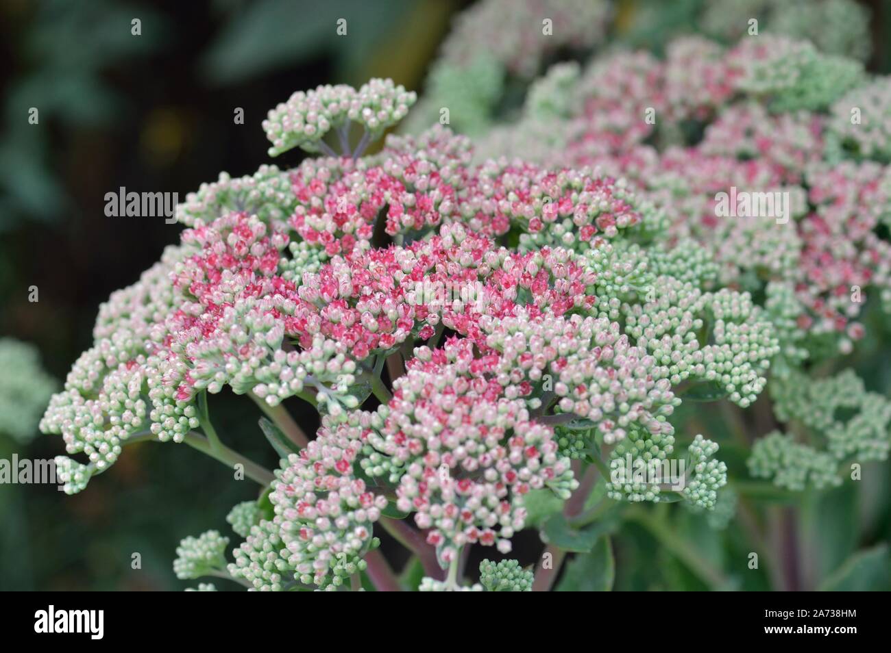 Sedum Mr Goodbud Stock Photo Alamy
