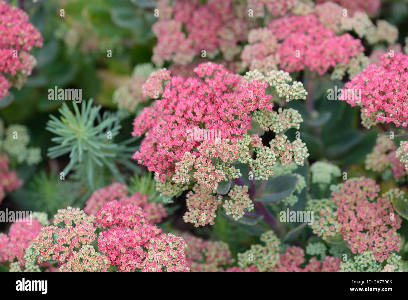 Mr goodbud hires stock photography and images Alamy